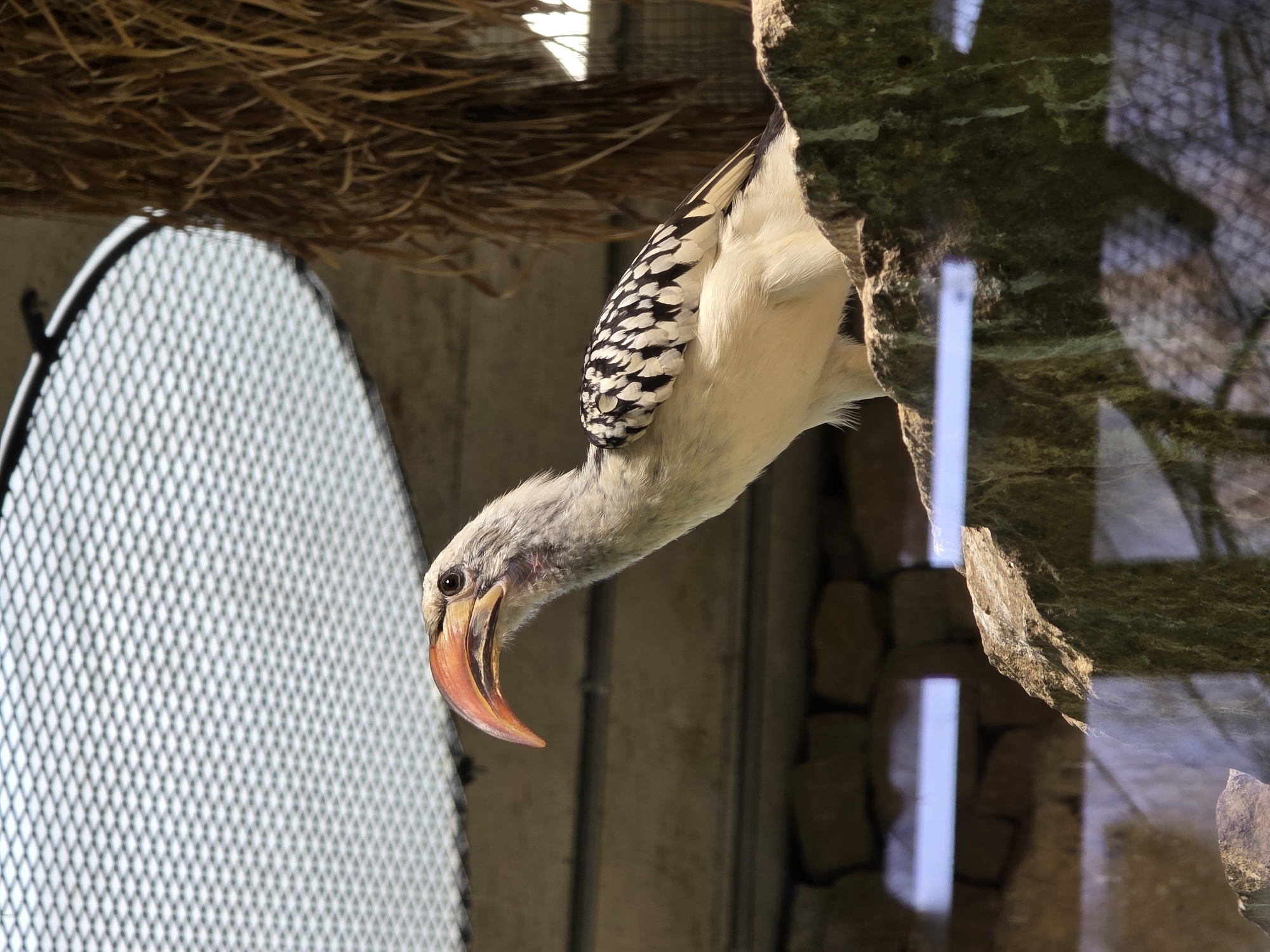 A medium shot captures a pale bird with black and white spotted wings and a distinct orange beak perched on a rough, gray rock formation. The bird's head is turned to the left, revealing a large, curved beak and a dark eye. Behind the bird, a textured, light gray ceiling with a diamond pattern is visible, along with some dry, brown vegetation hanging from the upper right corner. The background also includes a stone wall and a glass barrier in the foreground, which reflects light and hints at a zoo or aviary environment. The lighting is subdued, creating a naturalistic atmosphere.