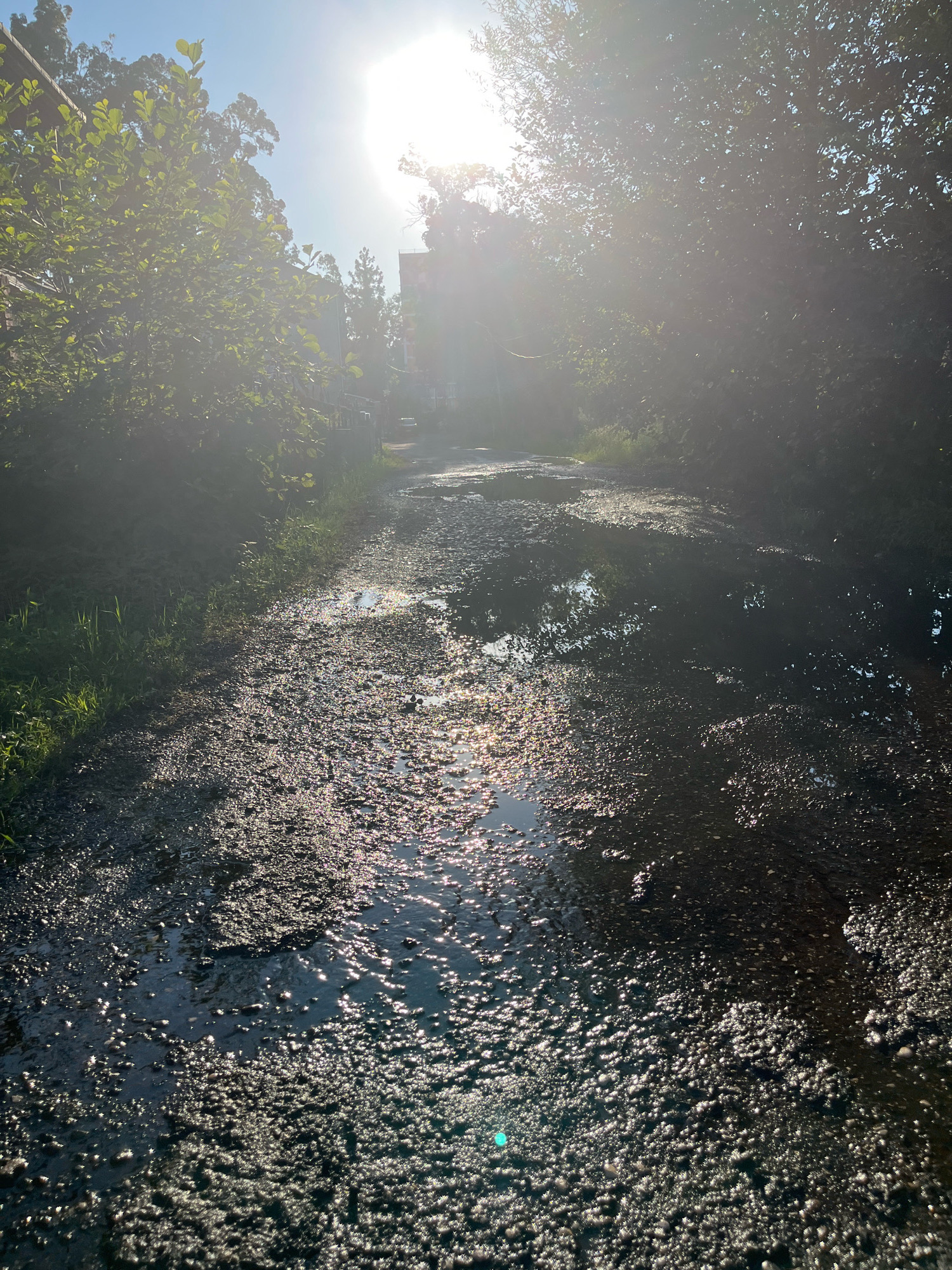 A low-angle, sun-drenched outdoor shot captures a muddy, wet path in Ureki, Georgia. The path is uneven and covered with puddles that reflect the bright sunlight, creating a shimmering effect. Lush green foliage lines the sides of the path, with trees and shrubs forming a natural canopy overhead. In the distance, indistinct buildings are visible, partially obscured by the sun's glare and the foliage. The overall impression is one of a rural or semi-rural setting on a bright, possibly post-rainy day.