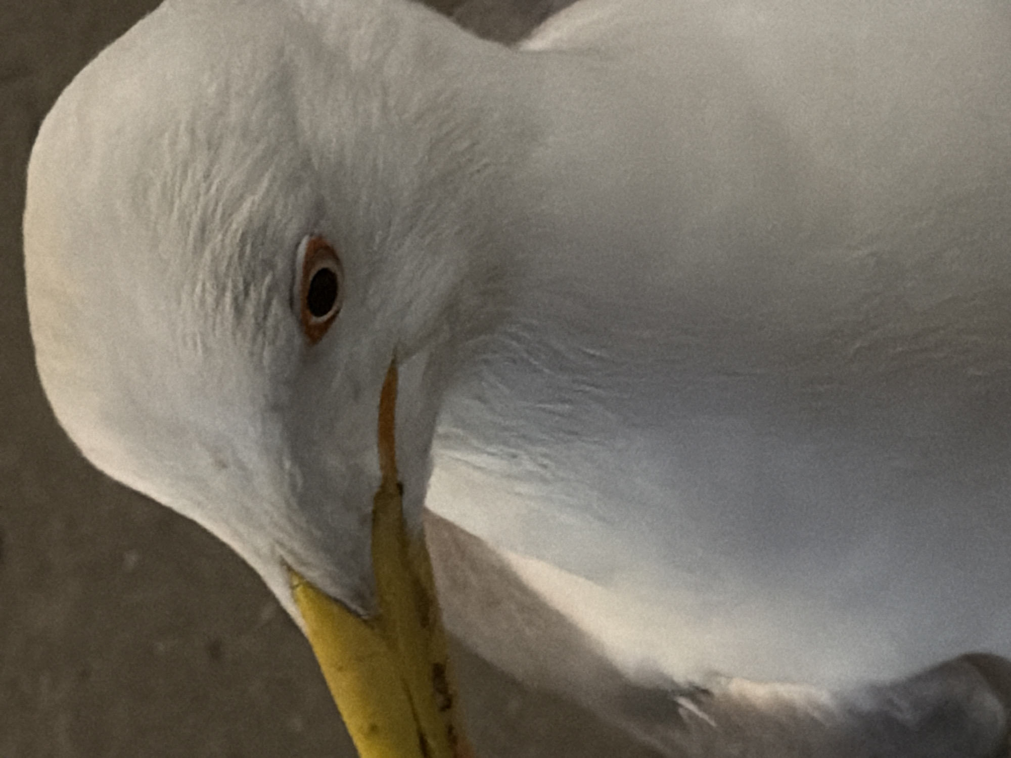 The image depicts a close-up view of a white bird, likely a seagull, with a yellow beak. The bird's head is angled downwards, and its eye is visible. The background is blurred. There is no specific information in the image to confirm the location in the city of Varna, Bulgaria.