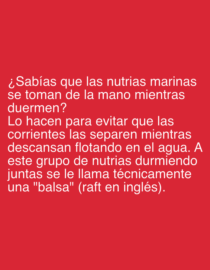The image displays white text against a solid red background. The text presents a fun fact in Spanish: "¿Sabías que las nutrias marinas se toman de la mano mientras duermen? Lo hacen para evitar que las corrientes las separen mientras descansan flotando en el agua. A este grupo de nutrias durmiendo juntas se le llama técnicamente una "balsa" (raft en inglés)." This translates to: "Did you know that sea otters hold hands while they sleep? They do it to prevent currents from separating them while they rest floating in the water. This group of otters sleeping together is technically called a "raft" (raft in English)." There are no other visible subjects, objects, or a discernible scene. The image is purely text-based, designed to convey information.
