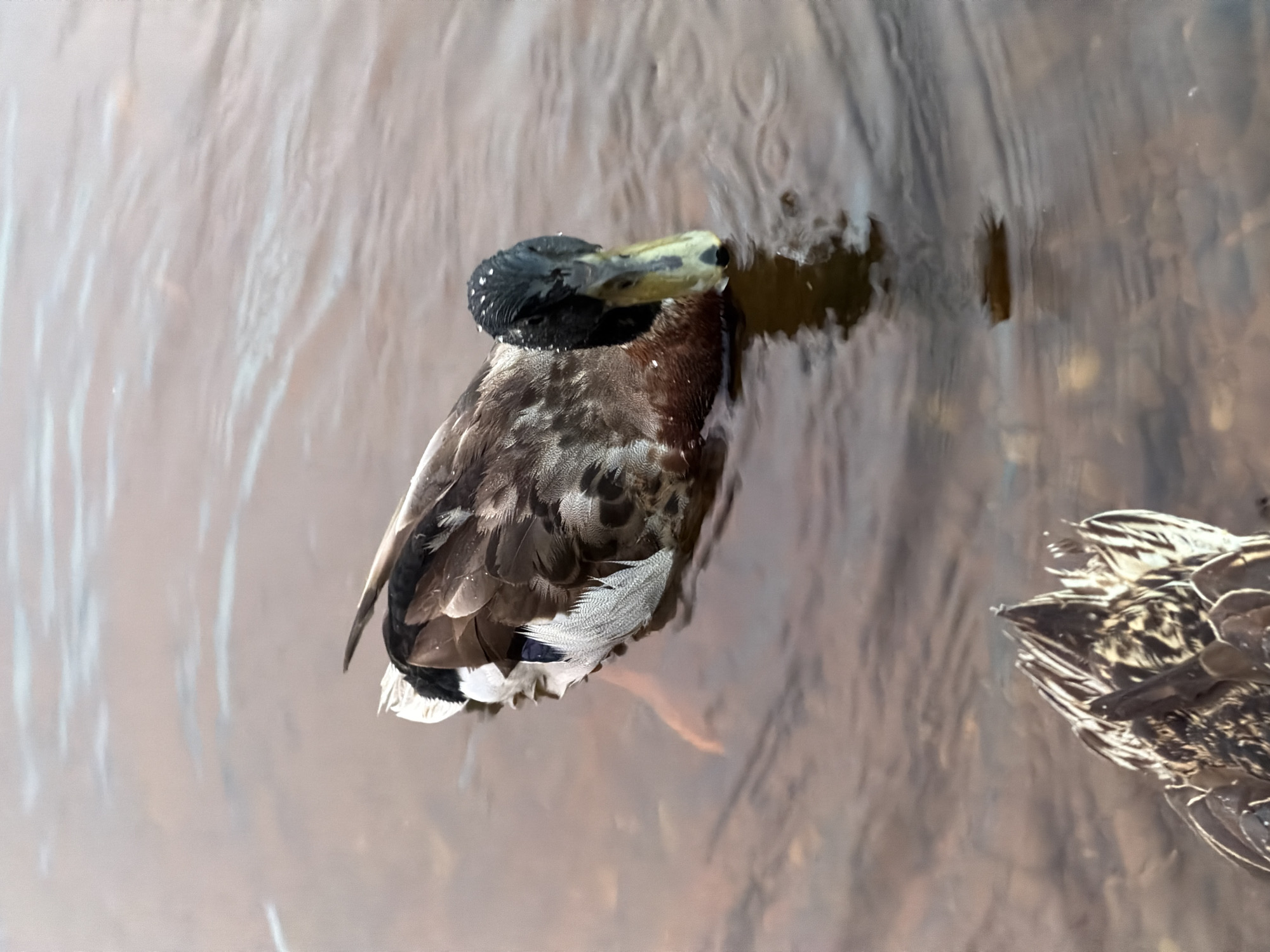A lone duck swims in shallow, clear water. The duck's head is submerged, and its bill is near the water's surface. The duck has brown and white plumage, with a black head and neck. The water is reflecting the sky and the surrounding environment, creating a blurred, abstract pattern. The bottom of the body of water is visible, with small pebbles and rocks. Another duck's tail feathers are visible in the foreground, suggesting that there may be more than one duck present. The image was taken in the city of Chaikovsky, Russia.