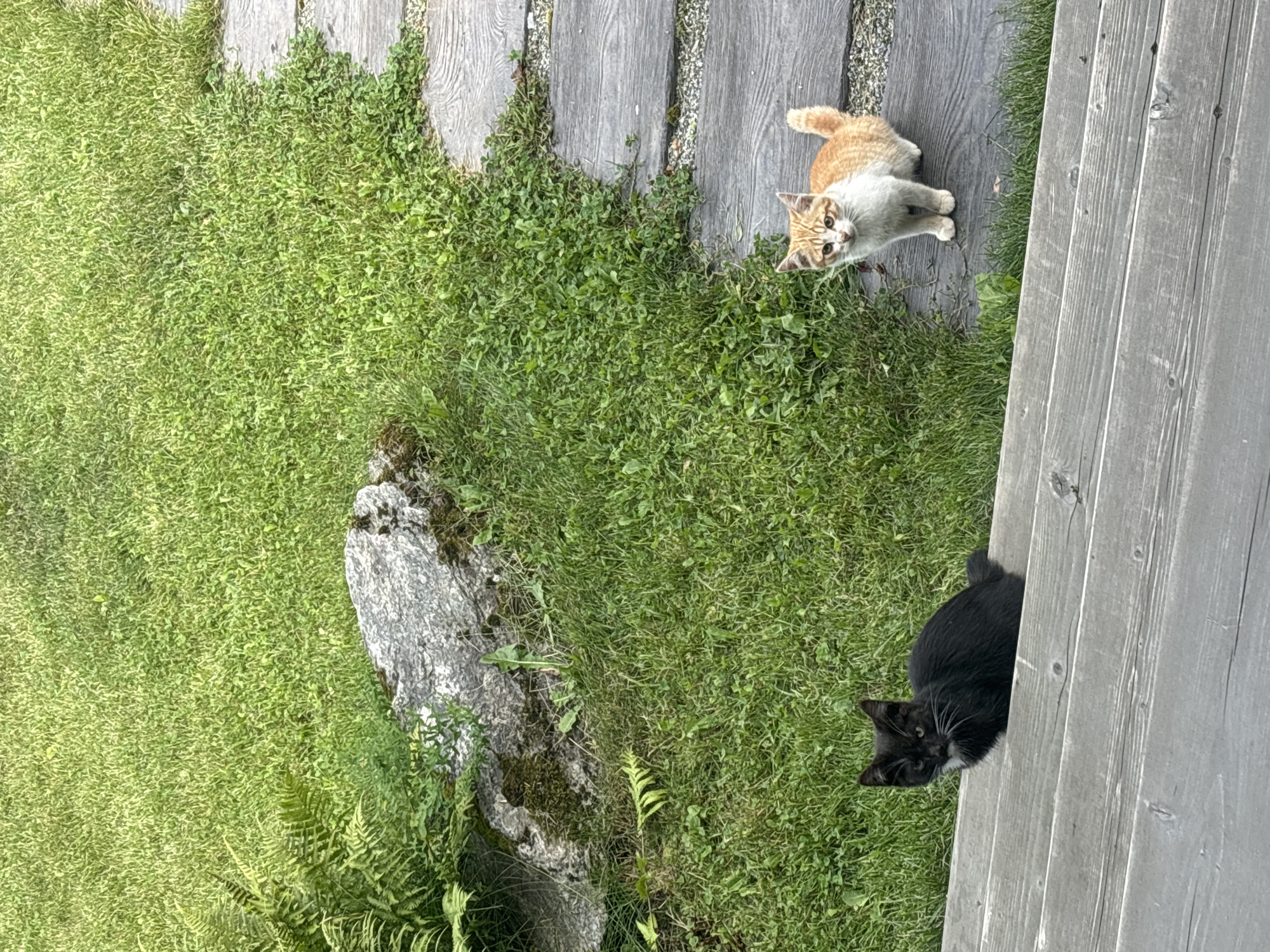 The image depicts an outdoor scene with two cats. In the foreground, a black kitten with a white patch on its chest is sitting on wooden steps. To the right and slightly behind, an orange and white kitten is standing on a wooden path. The environment includes a grassy area with a large rock and some ferns. The scene appears to be in a residential or garden setting. The location in Zvenigorod, Russia is not discernible from the visual information provided in the image.