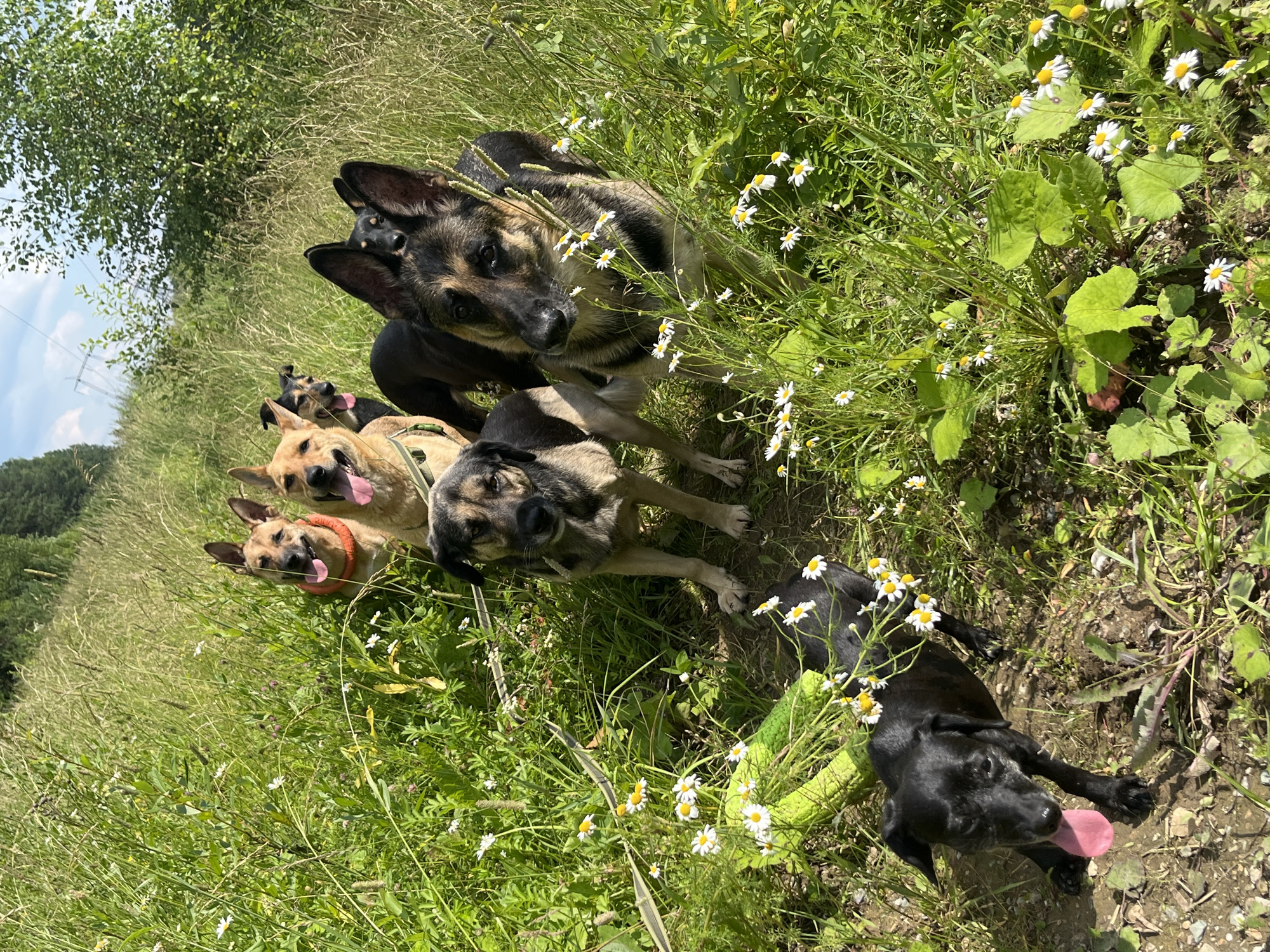 A group of six dogs are gathered in a grassy field, with trees in the background and a blue sky above. The dogs are of various breeds and sizes. Two tan-colored dogs with orange and green collars are in the foreground, panting with their tongues out. A larger German Shepherd is to their right, looking forward. A smaller black dog with its tongue out is in the lower left corner, near a bright green dog toy. A tan and black dog stands behind the German Shepherd, and another tan dog is further back in the field. The field is filled with tall grass and small white flowers, suggesting a rural or park setting. There are no people visible in the image. The lighting indicates it is daytime.