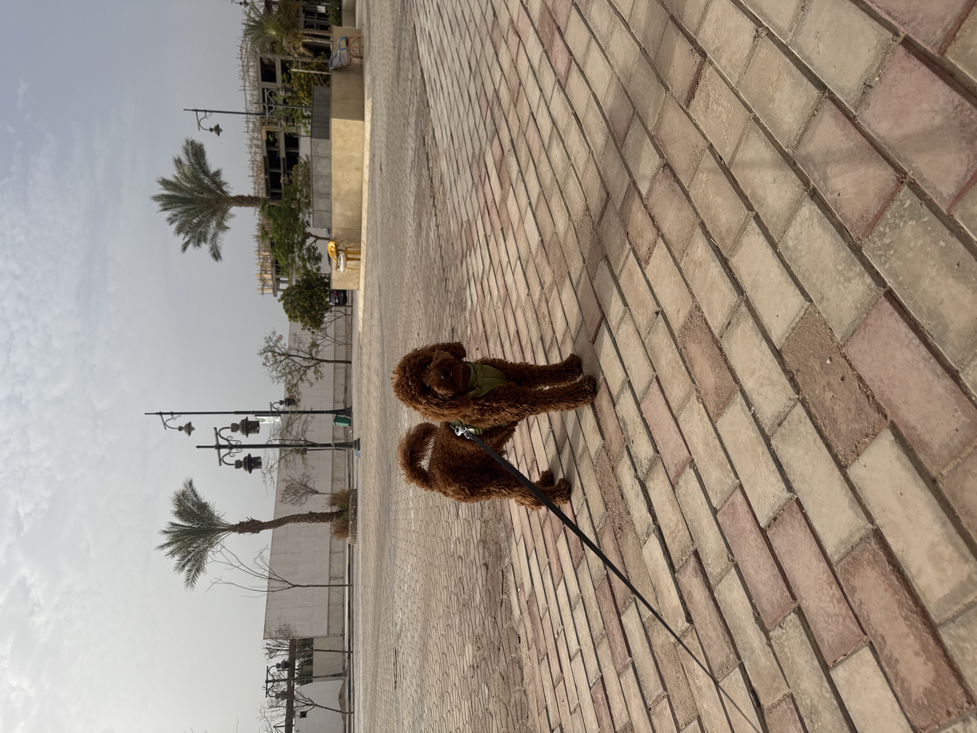 The image shows two brown dogs on a leash, standing on a brick walkway. The scene is outside, with palm trees and streetlights visible in the background. A building is under construction in the distance. The sky is overcast. The location appears to be an urban area with constructed pavement.