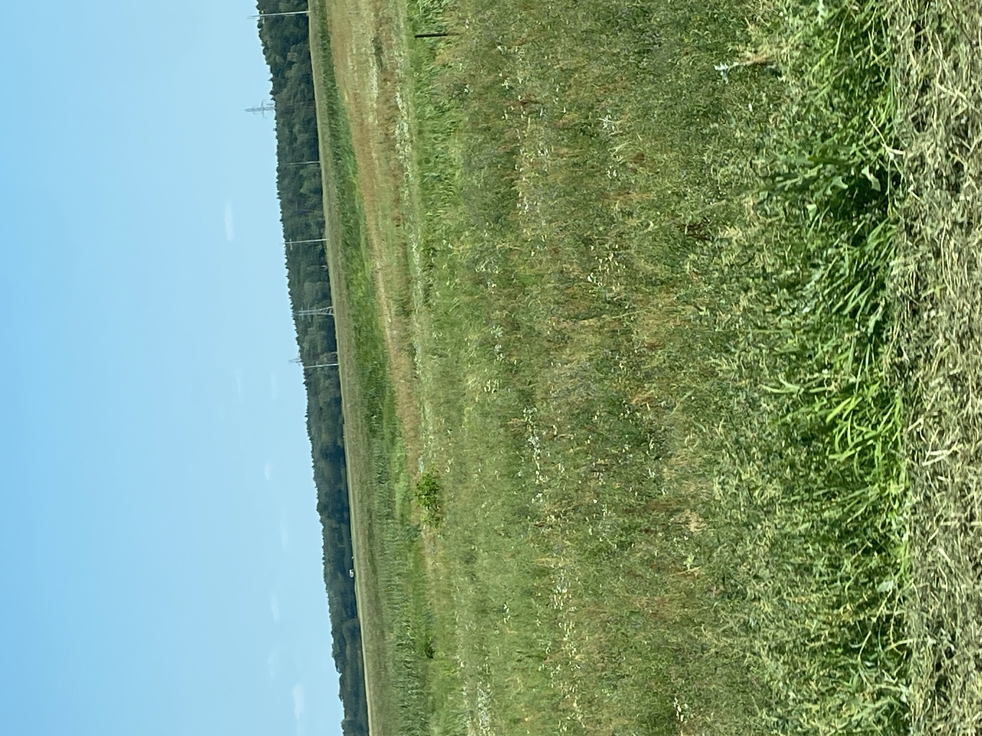 An outdoor shot shows a vast, undulating field of green grass with scattered white wildflowers. In the distance, a line of dark green trees forms a treeline against a bright blue sky. Power lines and transmission towers are visible above the trees, indicating the presence of infrastructure. The field appears to be in a rural area, possibly near the city of Matykalsky Sel'sovet, Belarus. The lighting suggests it is daytime, with a clear sky and good visibility. The overall scene conveys a sense of open space and natural landscape.