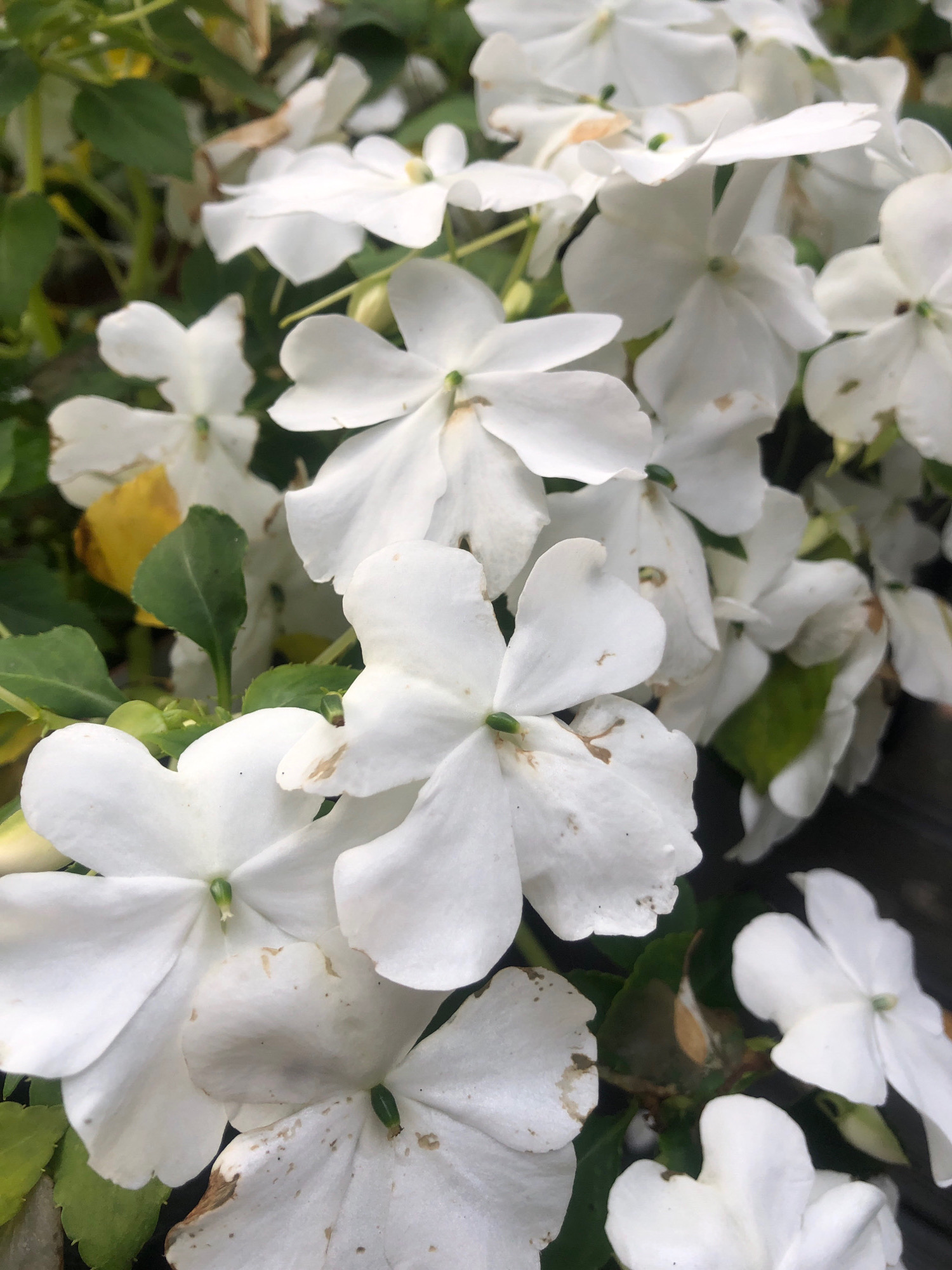 This is a close-up, eye-level shot of a cluster of white impatiens flowers in bloom. The flowers have five petals each, with delicate green centers. Some petals show brown spots and fraying edges, indicating maturity or minor damage. The background consists of green foliage and hints of yellow leaves, suggesting a natural outdoor setting. The flowers are densely packed, filling most of the frame. There are no people or animals visible in the image. The scene is set outdoors in a garden or park area within Arfa, Russia.