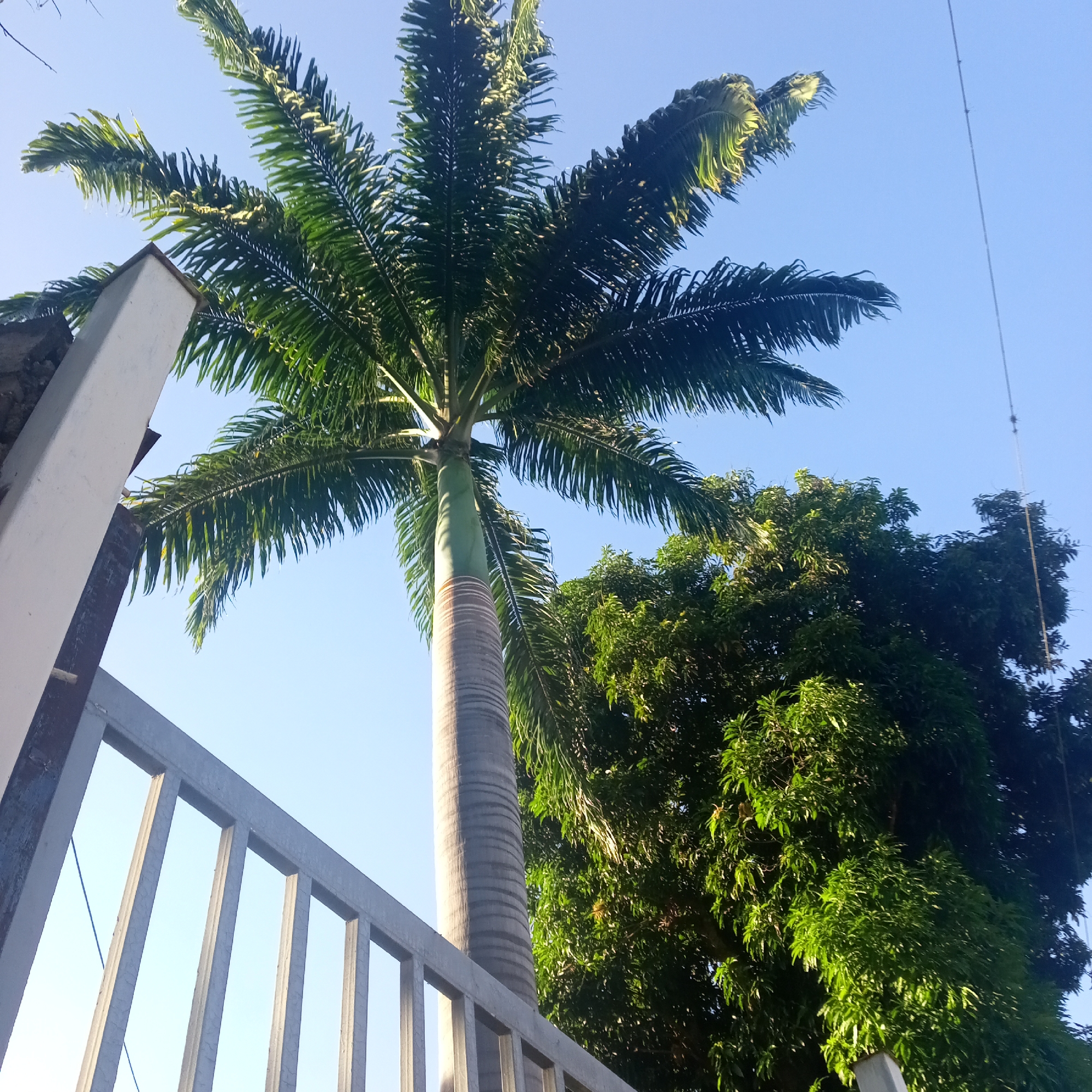 The image depicts an outdoor scene with a clear blue sky dominating the background. In the foreground, a tall, slender palm tree with feathery green fronds is the central subject. To the left of the palm tree, a section of a light-colored, rectangular pillar is visible, along with a portion of a grey metal fence composed of vertical bars. To the right of the palm tree, the dense green foliage of another tree is prominent, its leaves catching the sunlight. The scene appears to be in El Limón, Venezuela, likely in a residential or public area given the presence of the fence and pillar, suggesting a tropical or subtropical environment. No people or specific actions are depicted. The overall impression is of a sunny day in a verdant setting.