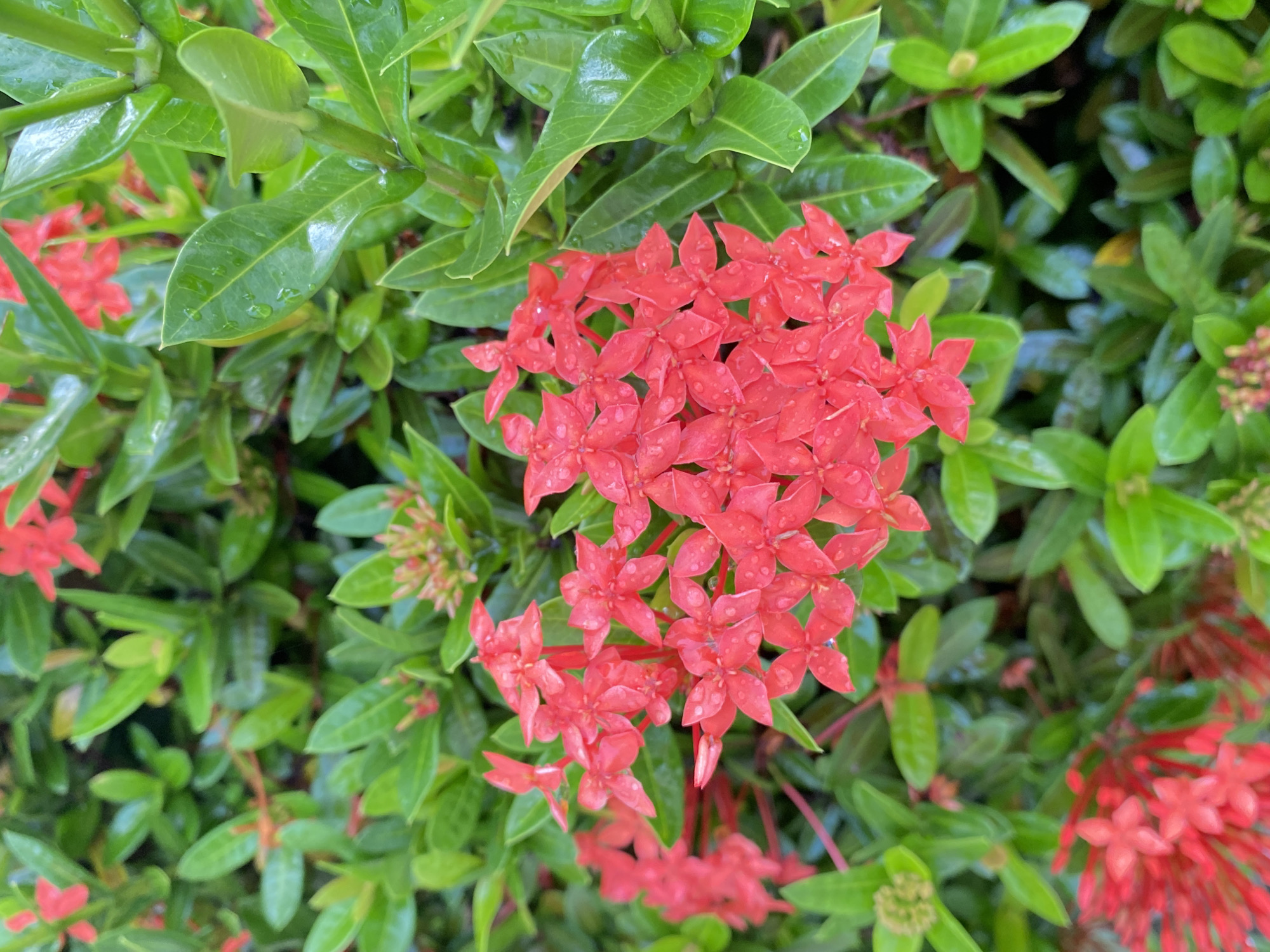 The image displays a close-up, high-angle view of a vibrant red Ixora plant, a common tropical shrub, likely situated in a garden in Davao City, Philippines. The central focus is a large, dense cluster of bright red-orange flowers, each with four distinct petals. Numerous small water droplets are visible on the petals, suggesting recent rain or morning dew.
The flowers are surrounded by and interspersed with lush, glossy green leaves, many of which also bear tiny, reflective water beads on their surfaces, indicating freshness. The foliage is dense, creating a rich green background and foreground, with some leaves slightly out of focus. Other smaller clusters of red flowers and developing buds are visible around the main cluster, adding depth and a sense of continuous growth to the scene. The lighting appears natural and soft, evenly illuminating the plant and enhancing the vivid colors of the flowers and the verdant green of the leaves. No human activity or visible text is present, emphasizing the natural beauty and serene atmosphere of the plant.