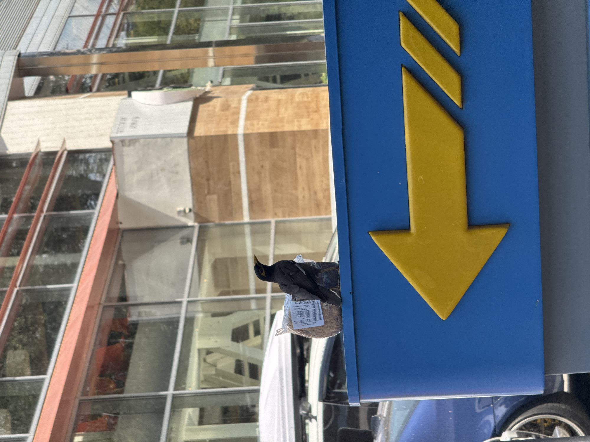 A black bird with a yellow beak sits on top of a blue sign with a yellow arrow pointing left. The bird is positioned in front of a clear plastic bag filled with what appears to be birdseed. Behind the sign, a blue car is partially visible, as are reflections of trees and buildings in the windows of a modern building. The building has horizontal orange and wood-toned accents. The scene is outdoors, likely in an urban environment.