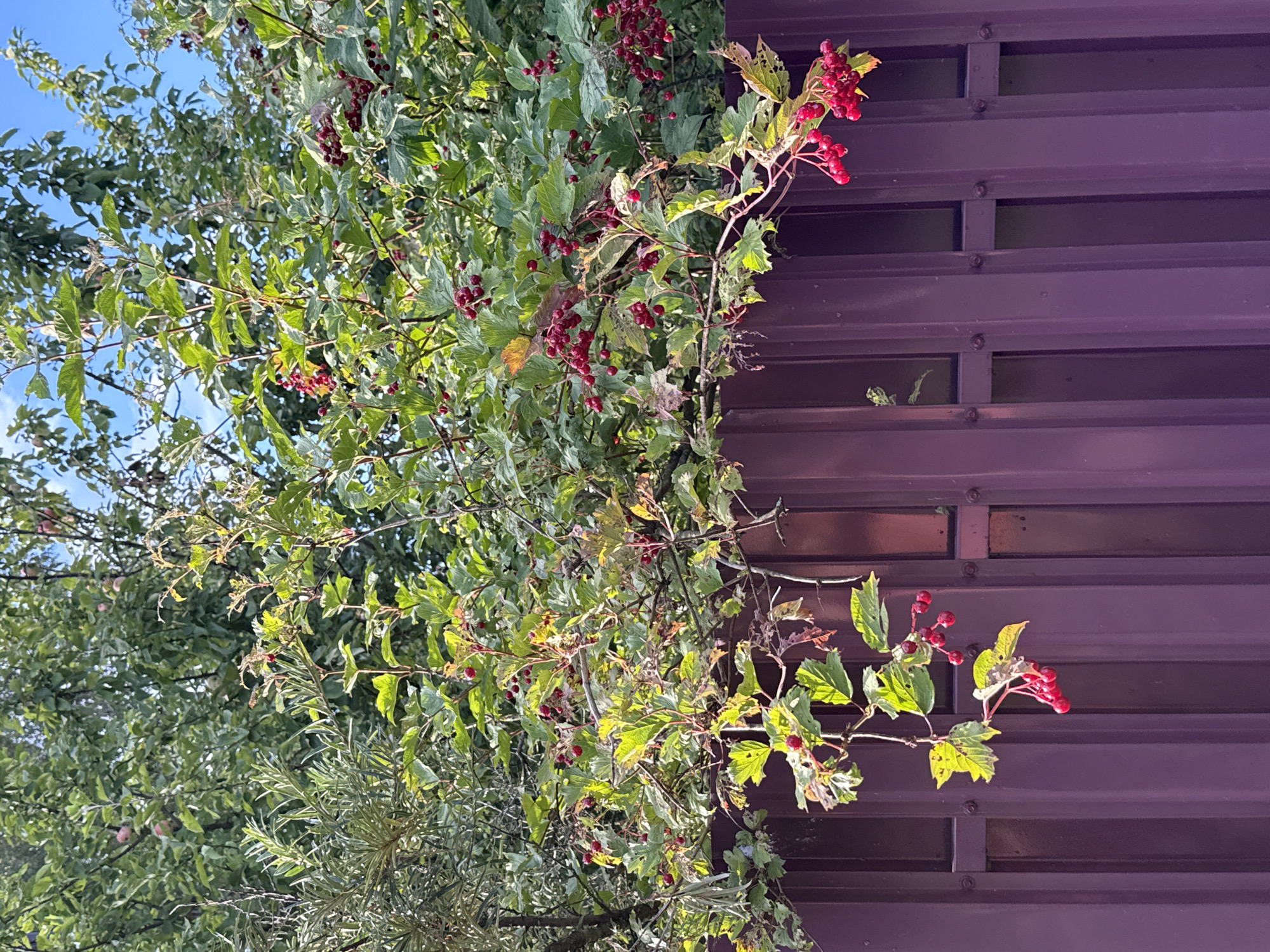 The image depicts a close-up view of a purple metal fence with a leafy branch bearing red berries hanging over it. The fence is made of vertical metal panels secured with visible bolts. Behind the fence, lush green foliage from trees and shrubs is visible, with some branches extending forward and downward. The berries are clustered on thin stems and are bright red, suggesting they are ripe. The lighting indicates it is daytime, with sunlight filtering through the leaves. The image does not contain any people or animals. The specific location in Vsevolozhsk, Russia cannot be determined from the visual information alone.