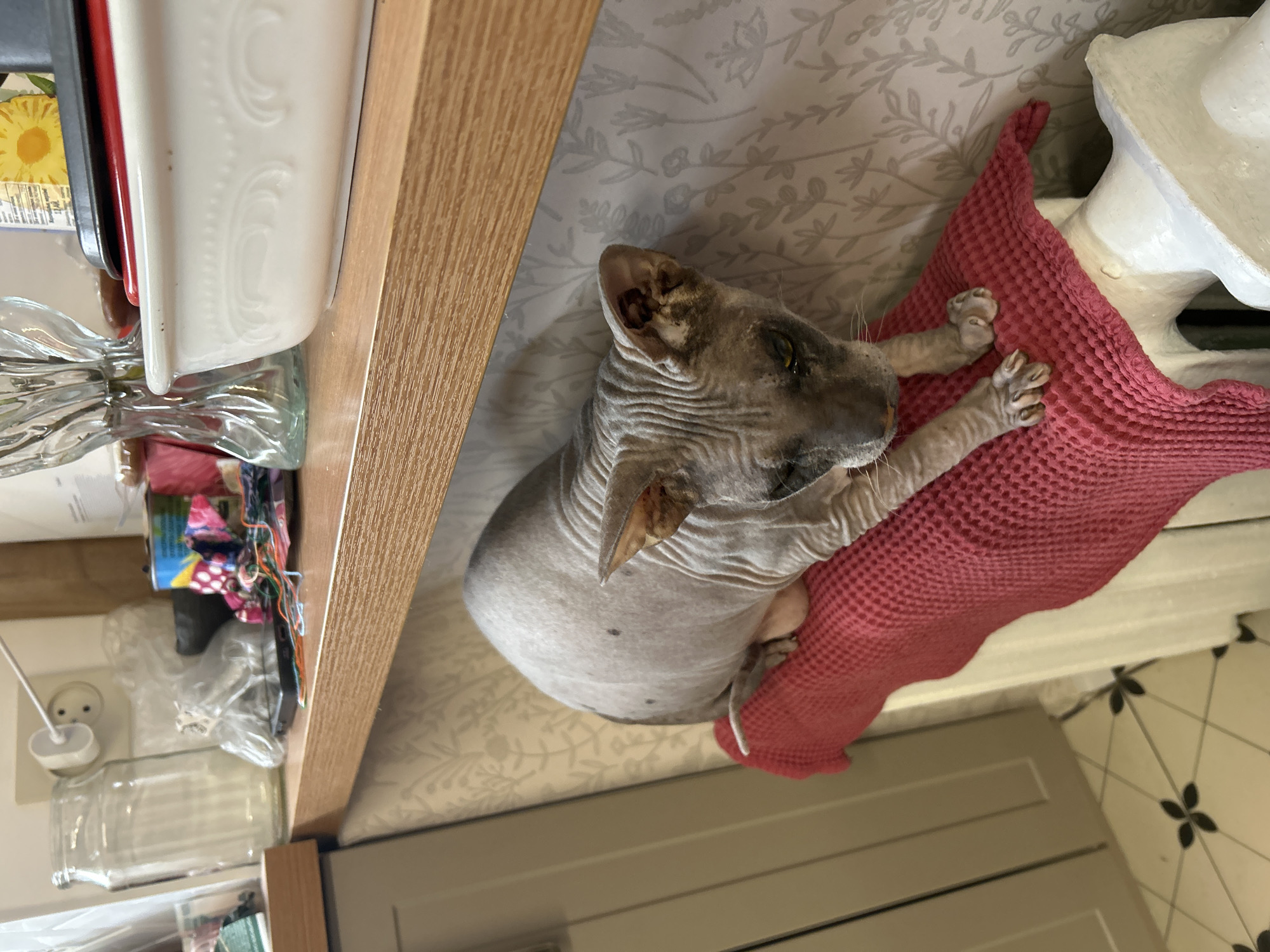 A hairless cat rests on a pink waffle-weave cloth. The cloth is placed on a surface with a pale floral pattern. Part of a wooden cabinet or shelf unit is visible to the left, with items such as jars and dishes stored on it. In the background to the lower right, a cream-colored door and patterned floor tiles are visible. There is no indication of Moscow, Russia.