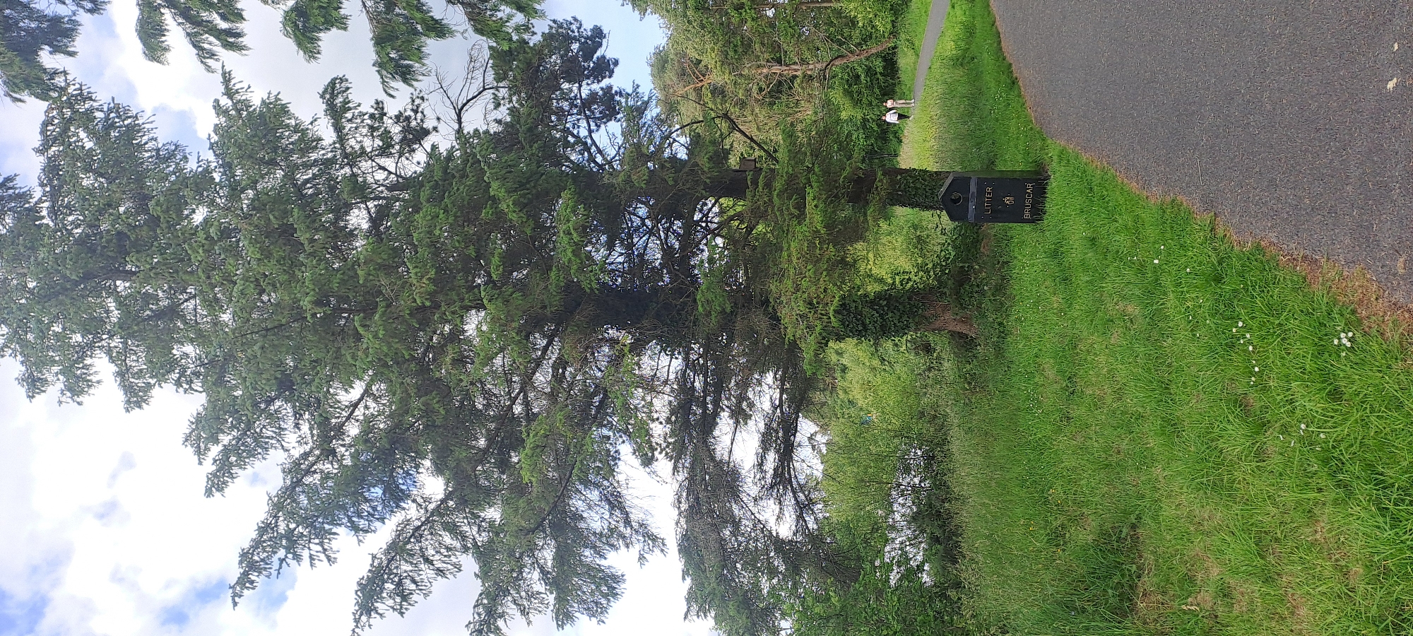 This image captures a scene in Lough Lannagh Park in Castlebar, Ireland. A large conifer tree dominates the foreground, its branches extending wide across the frame. To the right of the tree, a black litter bin is visible, marked with the words "LITTER" and "BRUSCAR". A paved pathway curves away from the bin into the distance, where two individuals, likely women, are walking. The park features lush green grass interspersed with small white wildflowers, and beyond the path, a dense area of trees and foliage can be seen. The sky is partly cloudy.
