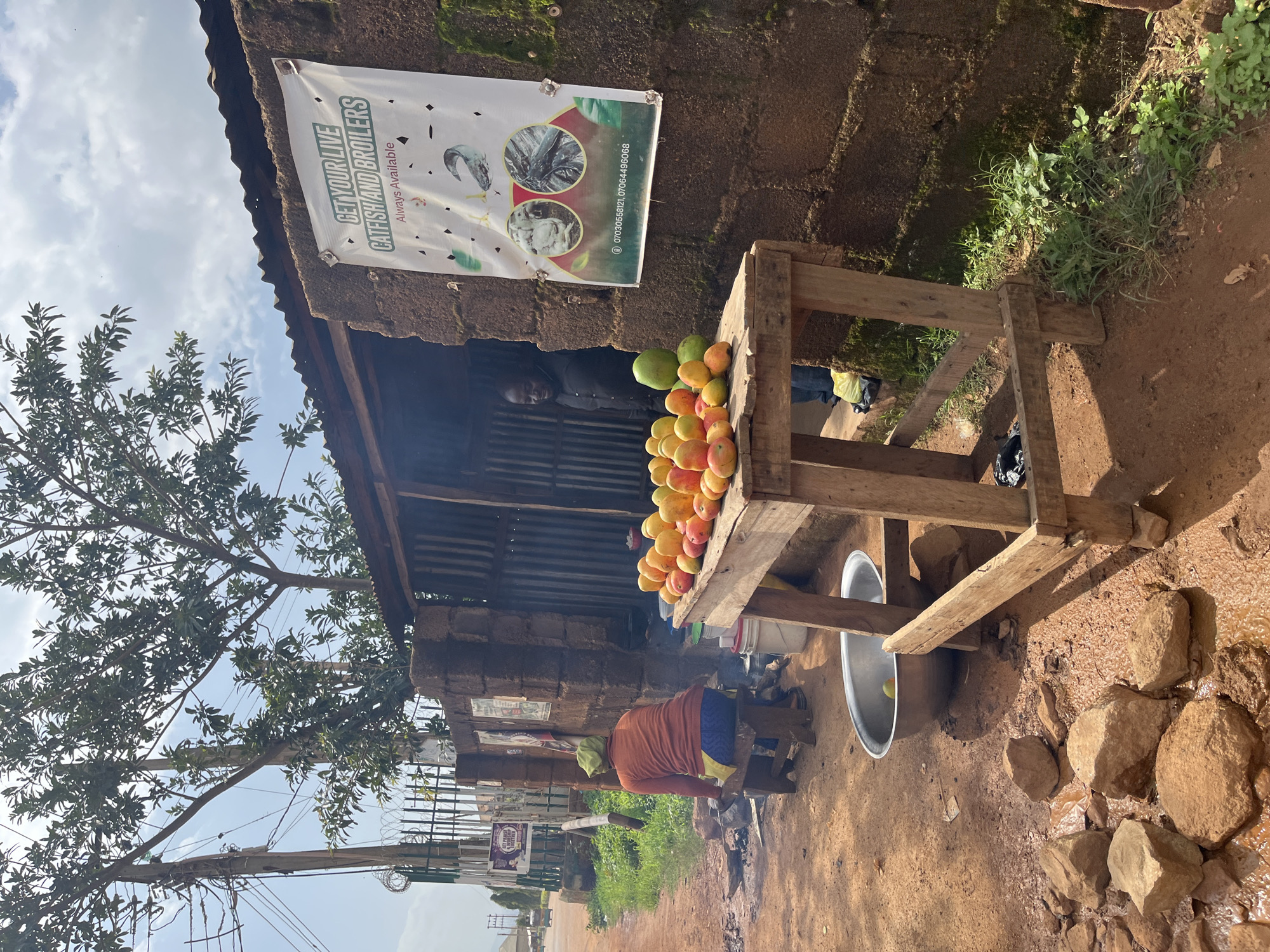 In Barakin Akawo, Nigeria, an outdoor scene depicts a food stall. In the foreground, a wooden table displays a pile of ripe mangoes. To the left of the table, a woman wearing an orange sweater and blue and yellow patterned pants sits on a wooden stool, with a large metal bowl beside her. Behind the stall, a man in a black shirt stands in the doorway of a building constructed with mud bricks and a corrugated metal roof. A white banner with images of fish and chickens hangs on the building's wall, promoting the sale of live catfish and broilers, with contact information displayed. The ground is unpaved, with scattered rocks and puddles of water. Overhead, power lines and trees are visible against a bright sky.