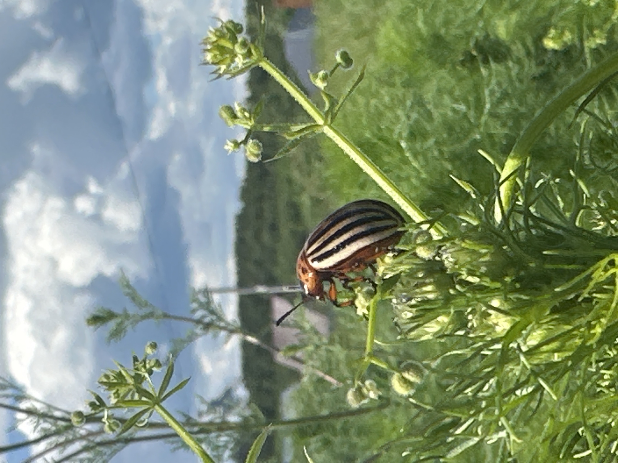 The image displays a Colorado potato beetle (Leptinotarsa decemlineata) resting on the stem of a green herbaceous plant in Прикамский, Russia. The beetle exhibits distinctive black and yellow-orange longitudinal stripes on its elytra and dark antennae, and is positioned facing left, with its legs gripping the plant stem. The plant features small green leaves and undeveloped flower or seed structures. Dense green foliage occupies the immediate foreground and mid-ground. In the blurred far background, under a partly cloudy sky with prominent white cumulus clouds, indistinct man-made structures and a body of water are discernible. The scene is illuminated by natural daylight. No people are present.