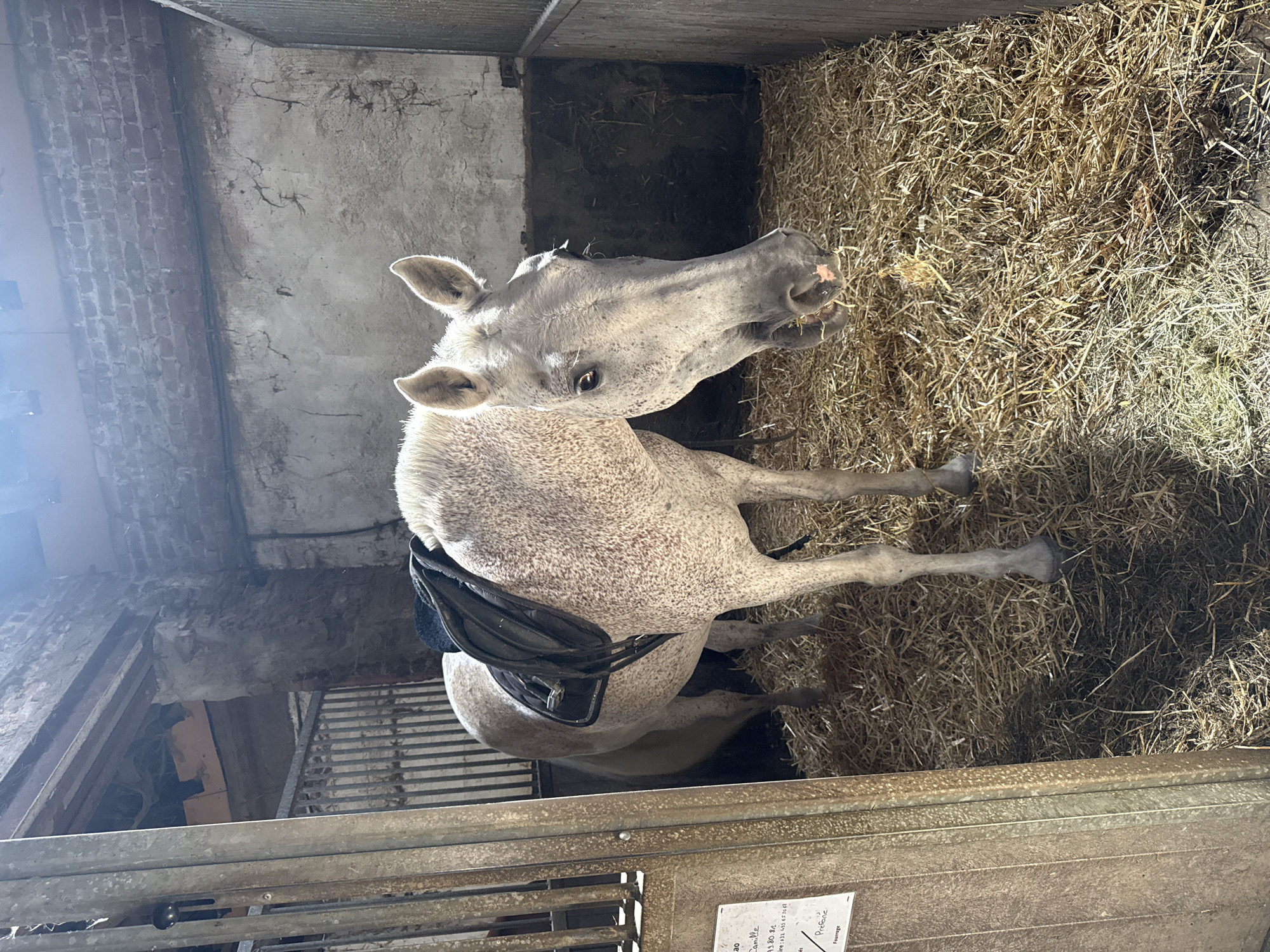 A dappled gray horse stands in a stable stall filled with straw. The horse is facing right and appears to be chewing. A black saddle blanket is visible on its back. The stall has wooden walls and a metal grate in the background. The image captures an interior scene within the municipality of Estaimpuis, Belgium.