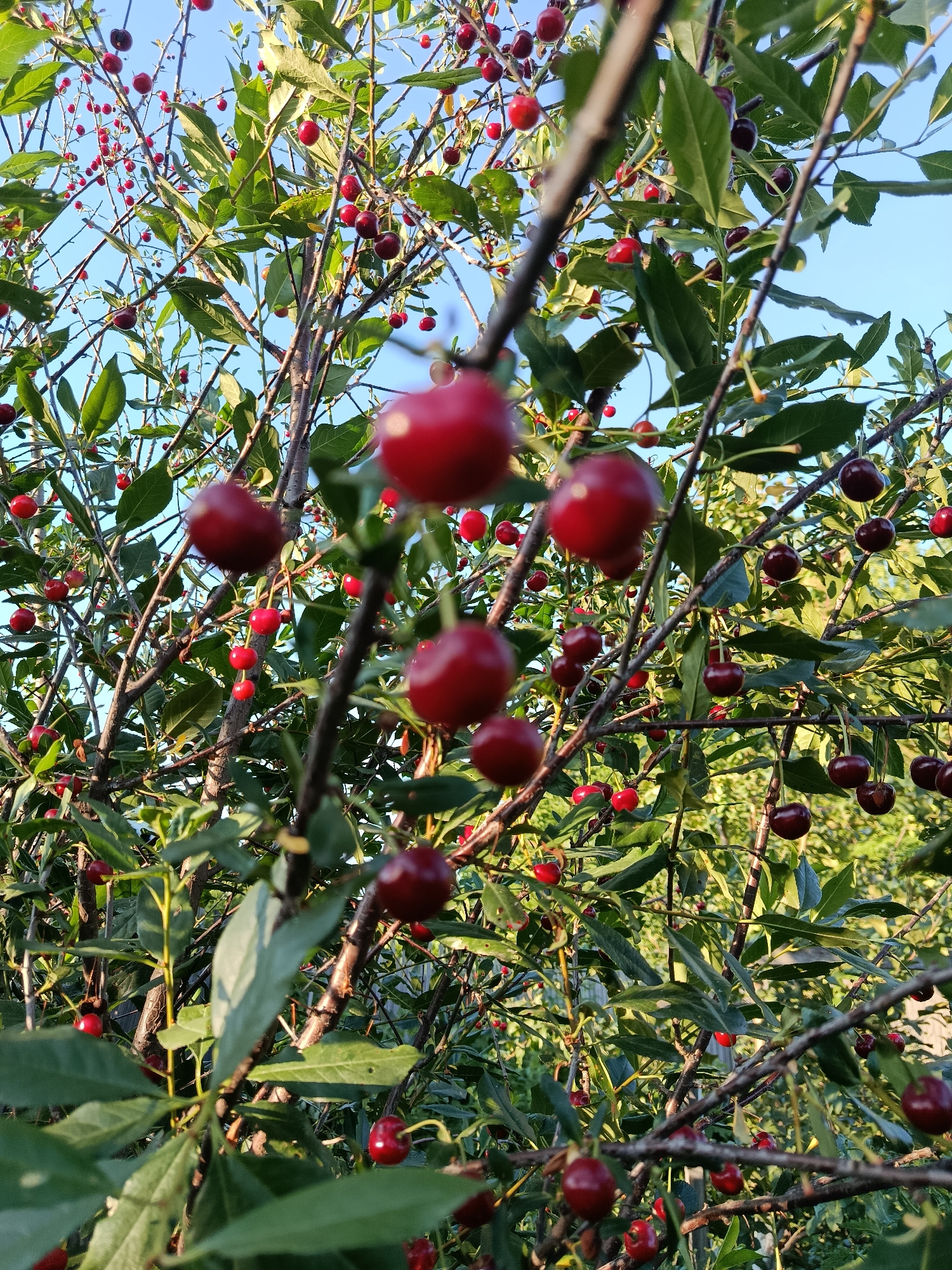 The image displays a close-up view of a cherry tree laden with ripe red cherries, set against a clear blue sky. The branches are laden with numerous dark red cherries, some clustered together, others hanging individually from thin stems. Green leaves are interspersed throughout the branches, some with slight damage or holes. The focus is on the fruit and foliage, with the background showing more branches, leaves, and the bright sky. The image appears to have been taken from a low angle, looking up into the canopy of the tree. Without further information, the location in Biysk, Russia, cannot be specifically identified within this image; it depicts a common scene of a fruit-bearing tree.