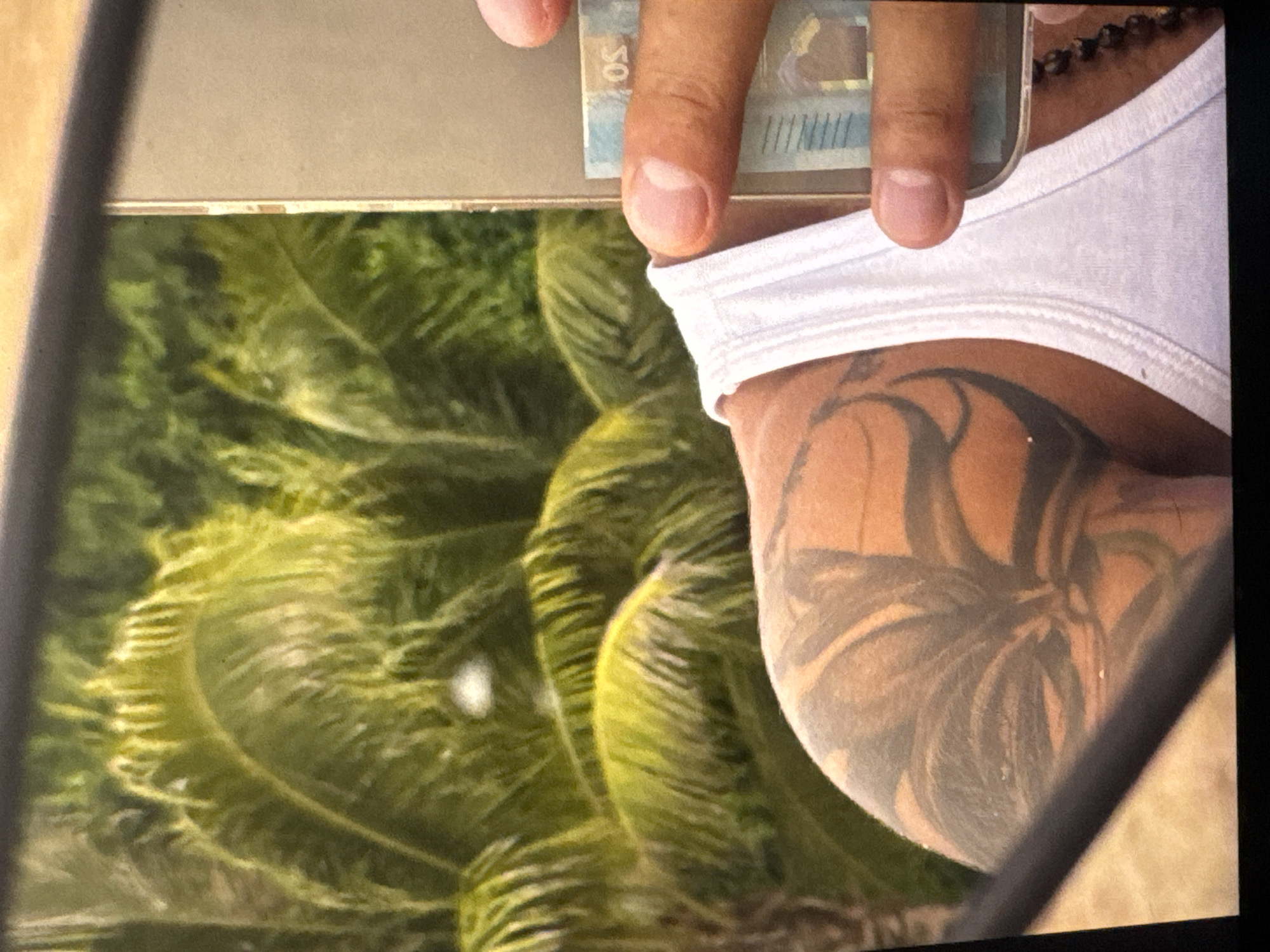 The image is a close-up, reflected shot, likely taken in a mirror, showing a person's hand and torso against a background of vibrant green palm fronds. The person is wearing white underwear and a dark beaded necklace. A tattoo, appearing to be a dark, abstract design with swirling lines, is visible on the person's shoulder or upper arm. The hand is holding a banknote, partially obscured, with the number "50" clearly visible. The sunlight filtering through the palm fronds suggests it is daytime, possibly warm and humid given the tropical foliage. The overall impression is casual, possibly vacation-related, given the beach-like setting suggested by the palm trees. The image is slightly blurry and the reflection creates a sense of immediacy and personal perspective.