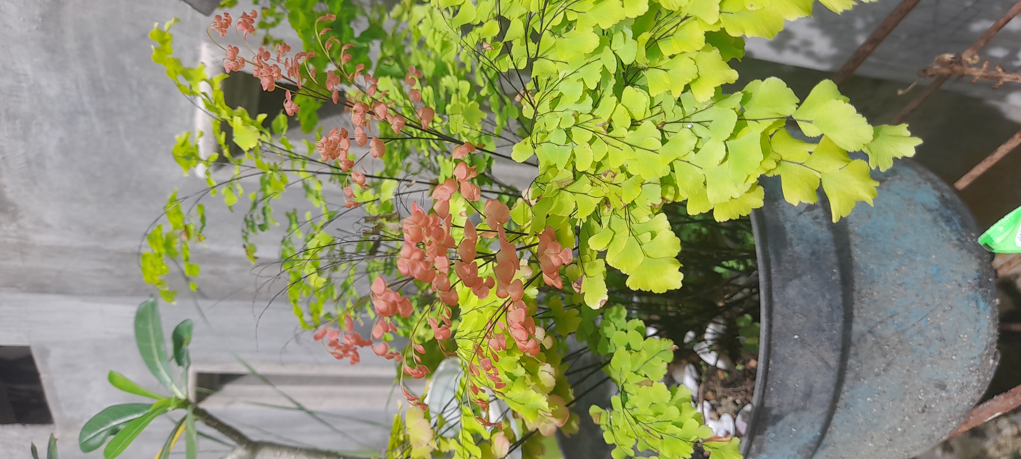 The image shows a close-up of a plant in a pot. The plant features delicate, light green foliage. Interspersed among the green leaves are stems with small, reddish-brown leaflets. The plant is in a dark-colored, likely ceramic or concrete, pot. The pot sits on an outdoor surface, possibly a patio or balcony. In the background, there is a concrete structure, which is the wall of the house where the photo was taken in the city of Buketteukuh, Indonesia. In the lower left corner, there is a glimpse of another plant with green leaves, partially out of focus. The composition is focused on the fern-like plant, highlighting its textures and colors.