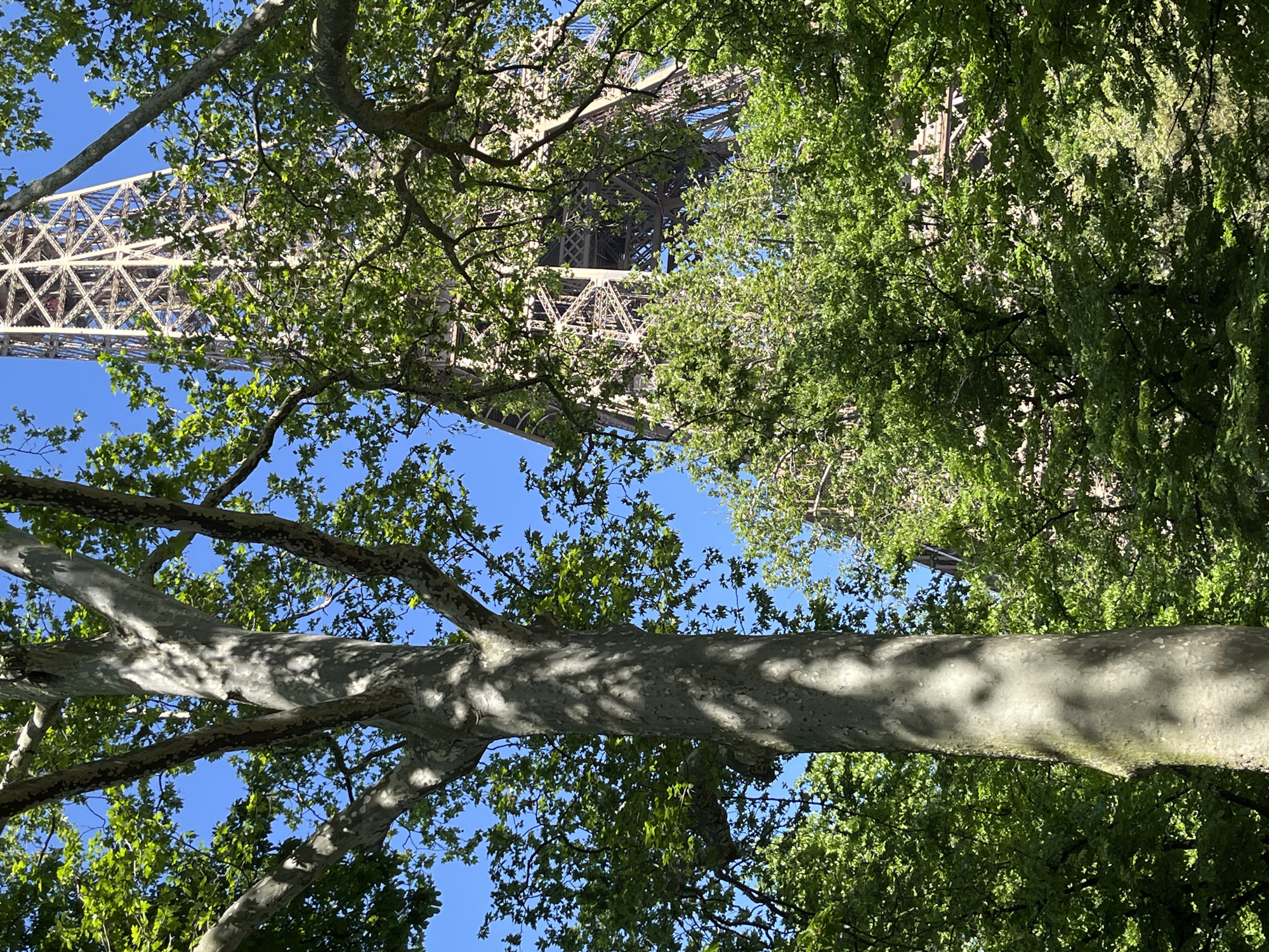 The image presents an upward-looking view of the Eiffel Tower in Paris, France, seen through the dense foliage and branches of several trees against a bright blue sky.
The prominent subject in the foreground is a large tree trunk, stretching horizontally across the lower and central part of the frame. Its bark is mottled with lighter and darker patches, and dappled sunlight casts intricate shadows of leaves upon its surface. Lush green leaves and branches of various trees frame the scene, creating a natural canopy.
Through the gaps in the foliage, the iconic lattice structure of the Eiffel Tower is clearly visible in the background, specifically its lower sections and intricate ironwork. The tower's metallic framework stands out against the clear, unclouded blue sky, indicating bright, sunny weather during the daytime.
There are no people or specific activities taking place, nor is any visible text present. The scene evokes a peaceful, natural perspective of the famous landmark, suggesting the photograph was taken from a park or green space surrounding the tower.