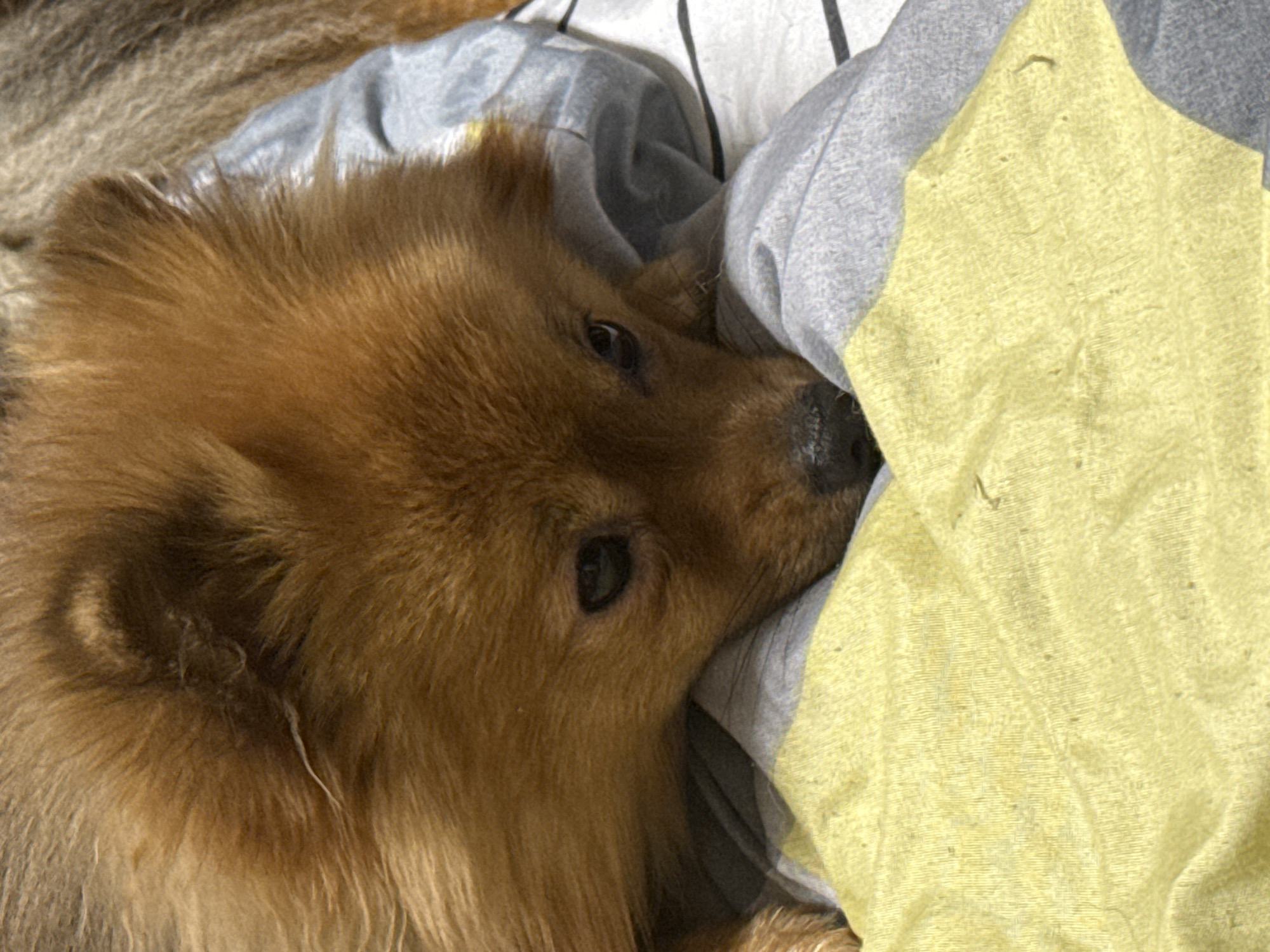 A close-up, eye-level, indoor shot features a medium-sized, fluffy, brown dog with a sad expression. The dog is resting its head on a patterned surface, primarily yellow and gray, likely a blanket or bedding. The background is blurred, but it appears to be indoors, possibly on a bed or couch. The dog's fur is thick and appears soft. The overall mood of the image is quiet and somber. No specific location in Khimki, Russia, can be determined from this image.