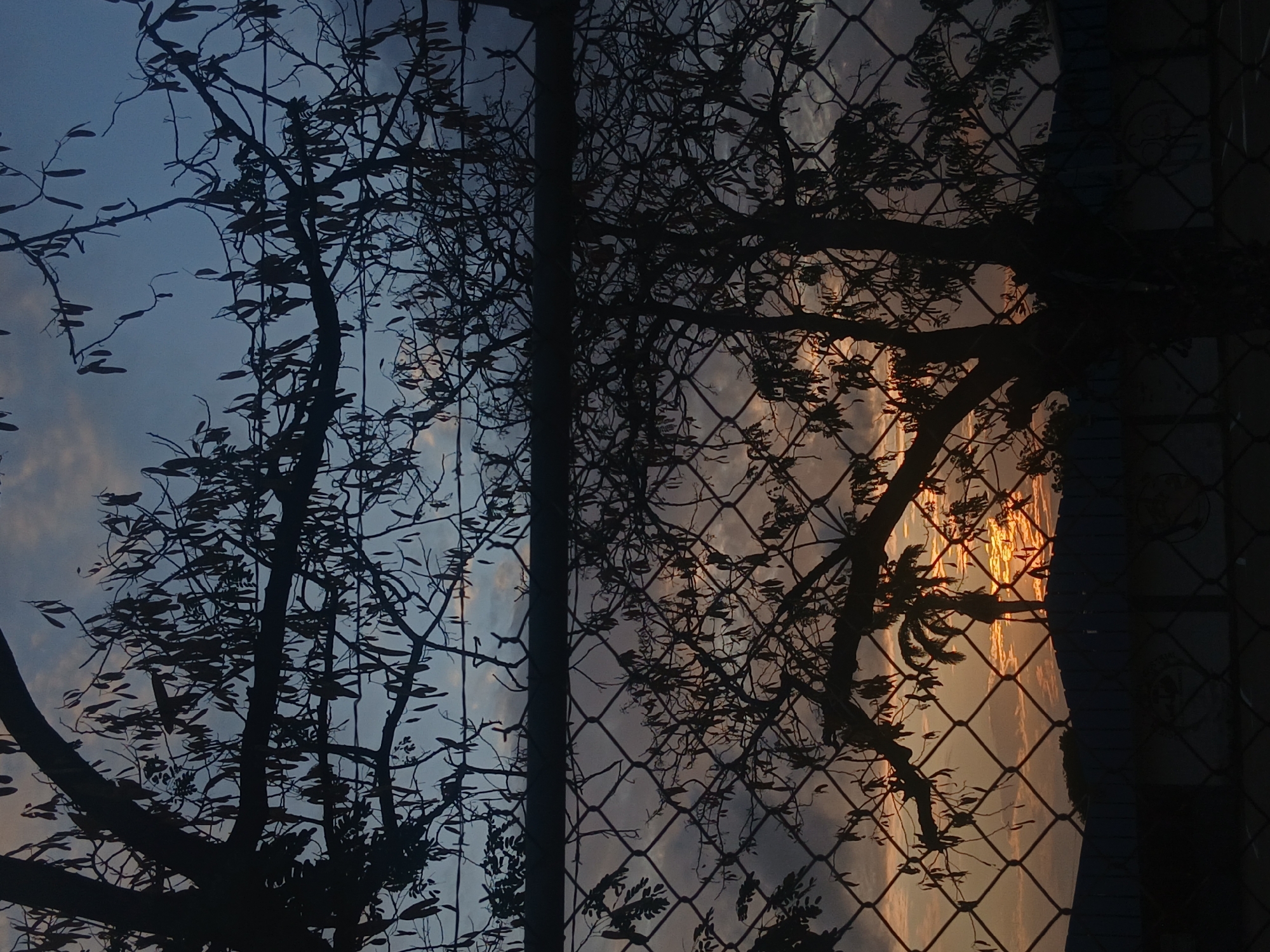 The image shows a dusk or dawn scene in Juan Griego, Venezuela, viewed through a chain-link fence. The silhouetted branches of a tree fill the left side of the frame against a pale blue and cloudy sky. On the right side, the same or a different tree's branches are seen through the fence, with golden light reflecting off the clouds behind it. The fence is in focus, with its vertical support visible at the edge of the frame. The scene suggests a residential or park area. No people or animals are visible. The lighting suggests the sun is either setting or rising.