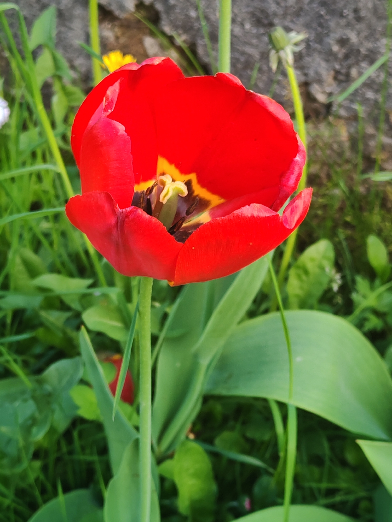A close-up shot reveals a vibrant red tulip in full bloom, standing prominently amidst a background of green foliage. The flower's petals are open, revealing a dark interior with yellow and black details. The tulip's stem is a slender green, supporting the heavy bloom. The surrounding greenery consists of various leaves and blades of grass. The backdrop is a blurred mix of a stone wall and additional plant life. The location is in the city of Unknown, Unknown.