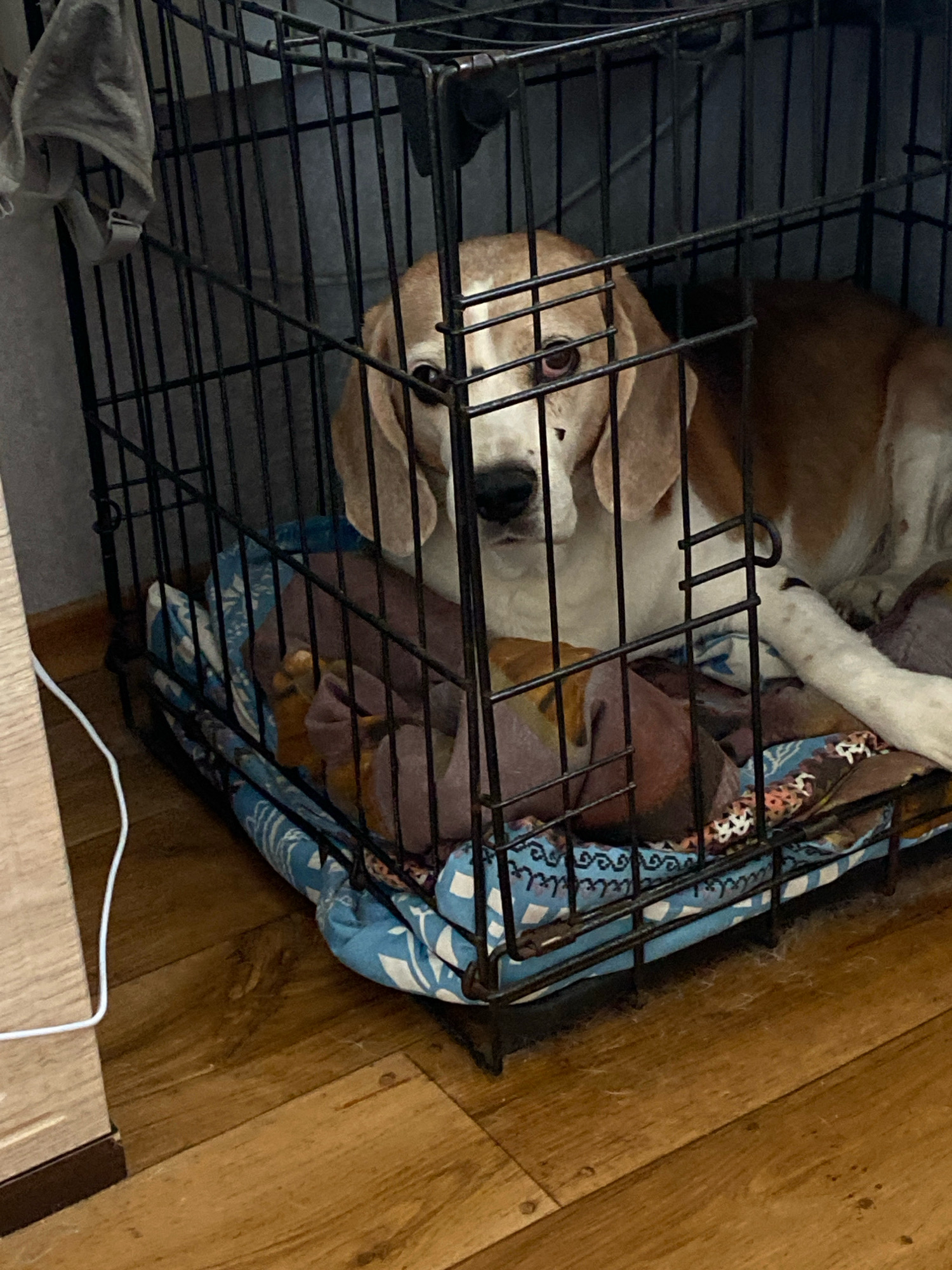 A beagle dog lies on a colorful blanket inside a black metal dog crate. The crate is on a wooden floor, and a white cord snakes across the floor in the foreground. The dog's face is visible, with large brown eyes and long, floppy ears. The dog appears to be resting. The scene is indoors, possibly in a home, and given the lack of distinguishing landmarks, it is not possible to determine the specific location within the city of Chornomorsk, Ukraine.
