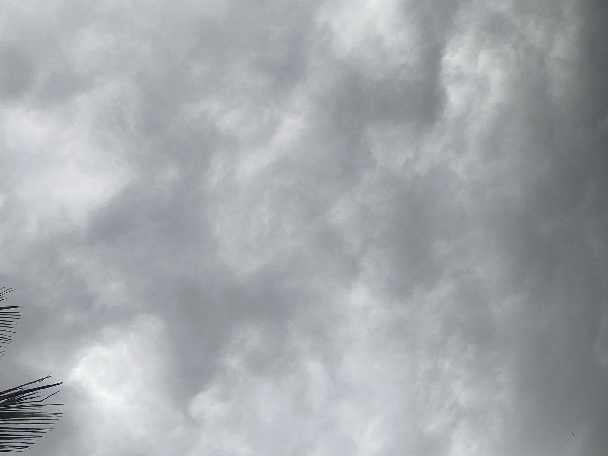 The image shows a gray, overcast sky. The clouds are dense and layered, suggesting a possibly stormy or rainy weather. At the bottom left corner, there are dark palm tree fronds. The location is unknown, so I cannot provide specific details regarding Maigizo, Nigeria. There are no people, objects, or actions visible in the image, besides the natural elements.