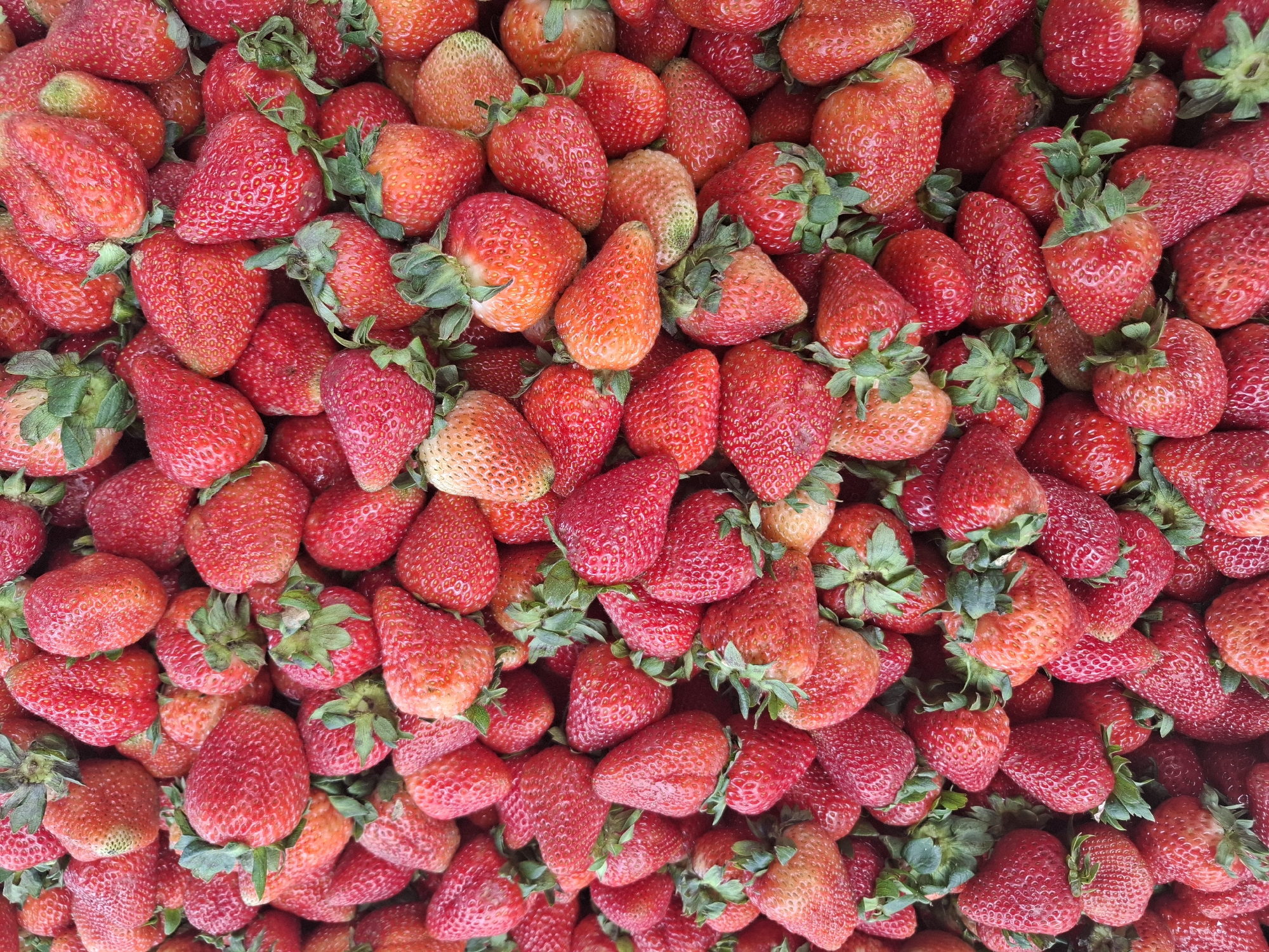 A large pile of fresh strawberries is displayed. The strawberries are mostly ripe, with a deep red color and visible seeds. Some have green stems and leaves. The pile is dense, with the fruits overlapping each other. The image is taken from a top-down perspective, capturing the texture and variety of the strawberries. The scene is not specific to any particular location in Nha Trang, Vietnam, but rather depicts a common sight of fresh produce that could be found at a market or a fruit stand in any city. There are no people, actions, or interactions visible in the image. The environment is simply the pile of strawberries.
