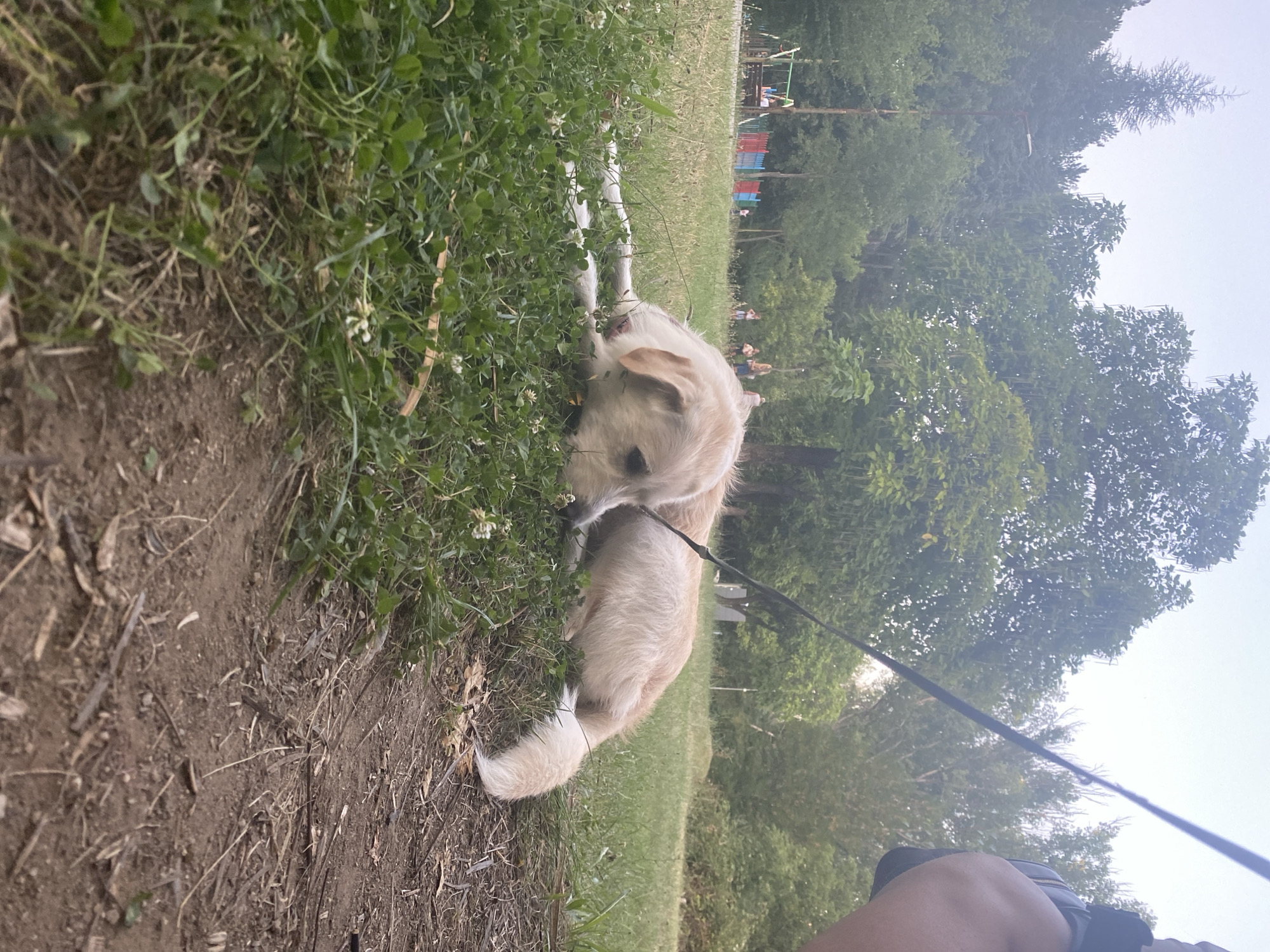 A light-colored dog with a leash is lying on its side in the grass in a park. The dog is facing to the right with its head resting on the ground. The background shows trees, a playground, and several people in the distance. The ground in the foreground is covered with grass and dirt. A person's leg and hand holding the leash are visible in the upper right corner. The scene appears to be in Blagoevgrad, Bulgaria, a city known for its parks and green spaces, especially during warmer months.