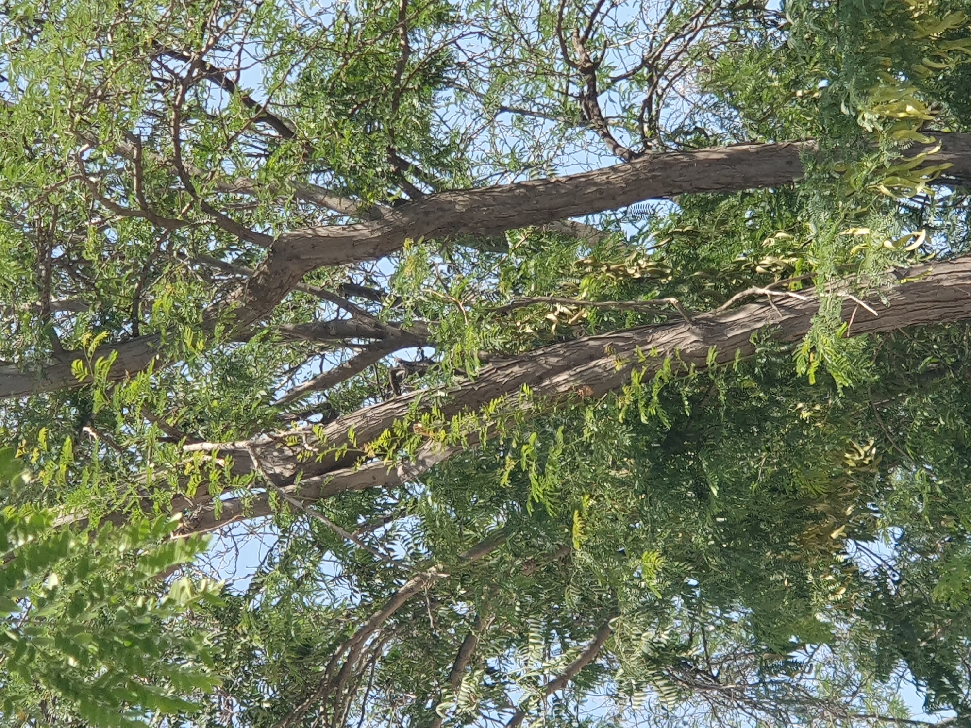 A close-up, low-angle shot captures the dense foliage and rough bark of two adjacent trees, likely in an outdoor urban setting in Tashkent, Uzbekistan. The trees, adorned with green leaves and some visible seed pods, are silhouetted against a bright, clear blue sky. The branches of the trees create a tangled canopy, obscuring a full view of the surroundings. The image focuses on the natural elements of the trees, suggesting an environment that may include parks, gardens, or tree-lined streets within the city.