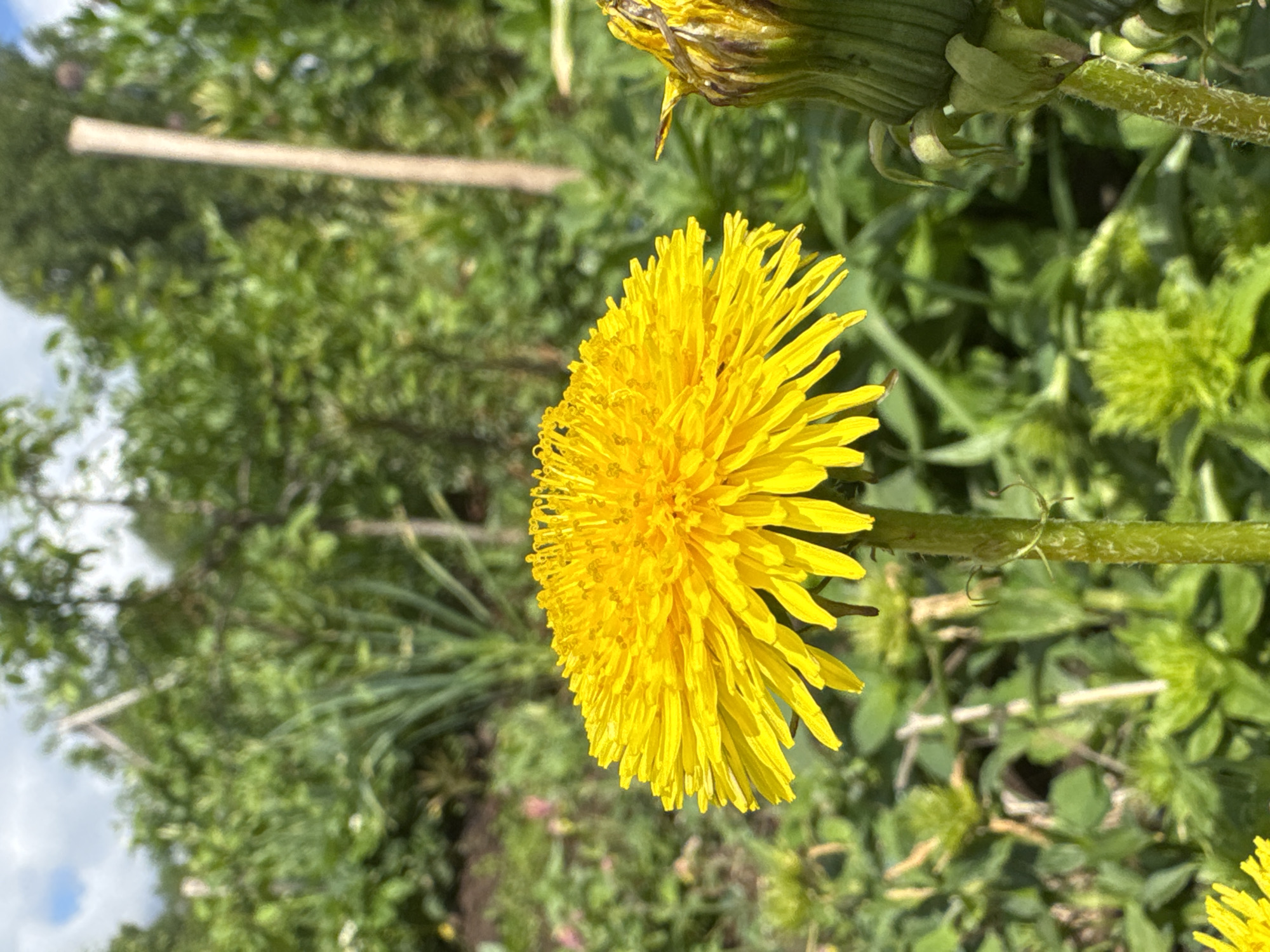 A close-up, landscape-oriented photograph shows a vibrant yellow dandelion flower in full bloom, centrally located within a lush green environment. The flower is positioned towards the right of the frame, with its stem extending downwards. A partially closed dandelion bud is visible just above and to the right of the blooming flower. The background consists of dense greenery, including various plants, leaves, and vegetation, blurring out of focus. A light-colored wooden post or branch is visible in the upper left corner. The location is Nizhnyaya Gar', Russia.
