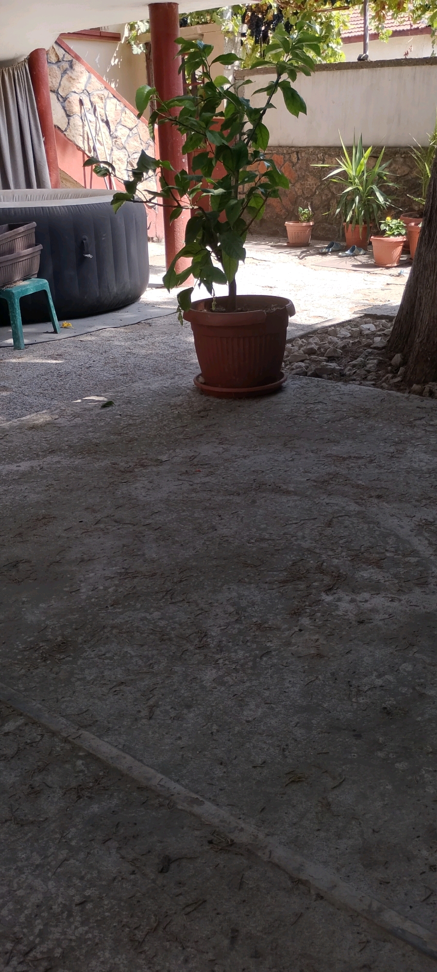The image depicts a backyard scene in Dolni Dabnik, Bulgaria, featuring an inflatable hot tub, potted plants, and a concrete patio. In the foreground, a concrete surface with scattered debris and a raised concrete edge runs diagonally across the frame. To the left, a dark inflatable hot tub is partially visible, with a green plastic stool and stacked brown planters next to it. A young tree in a terracotta pot stands in the middle ground, casting a shadow. Behind the tree, a stone wall and a staircase are visible, leading to a covered area with red pillars. Several other potted plants, including a yucca plant, are arranged on the patio. The background shows a building with a tiled roof and a fence, with grapevines overhead. The overall impression is one of a lived-in outdoor space with elements of relaxation and gardening.