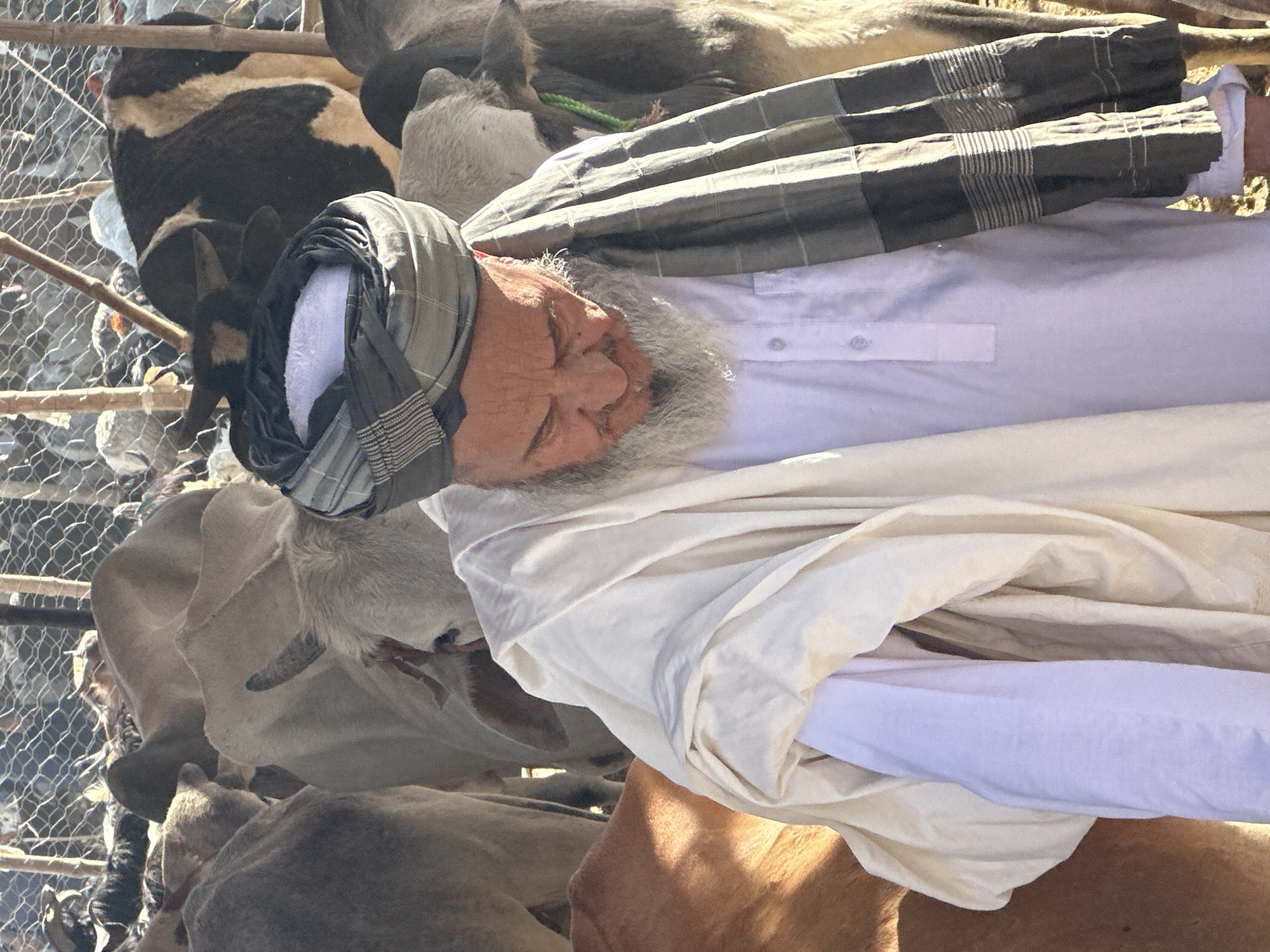 An older man with a white beard and a checkered turban stands among cattle in an enclosure in Quetta City Tehsil, Pakistan. He wears a white shirt and an off-white shawl. The cattle are various colors and sizes, and a wire fence surrounds the enclosure.