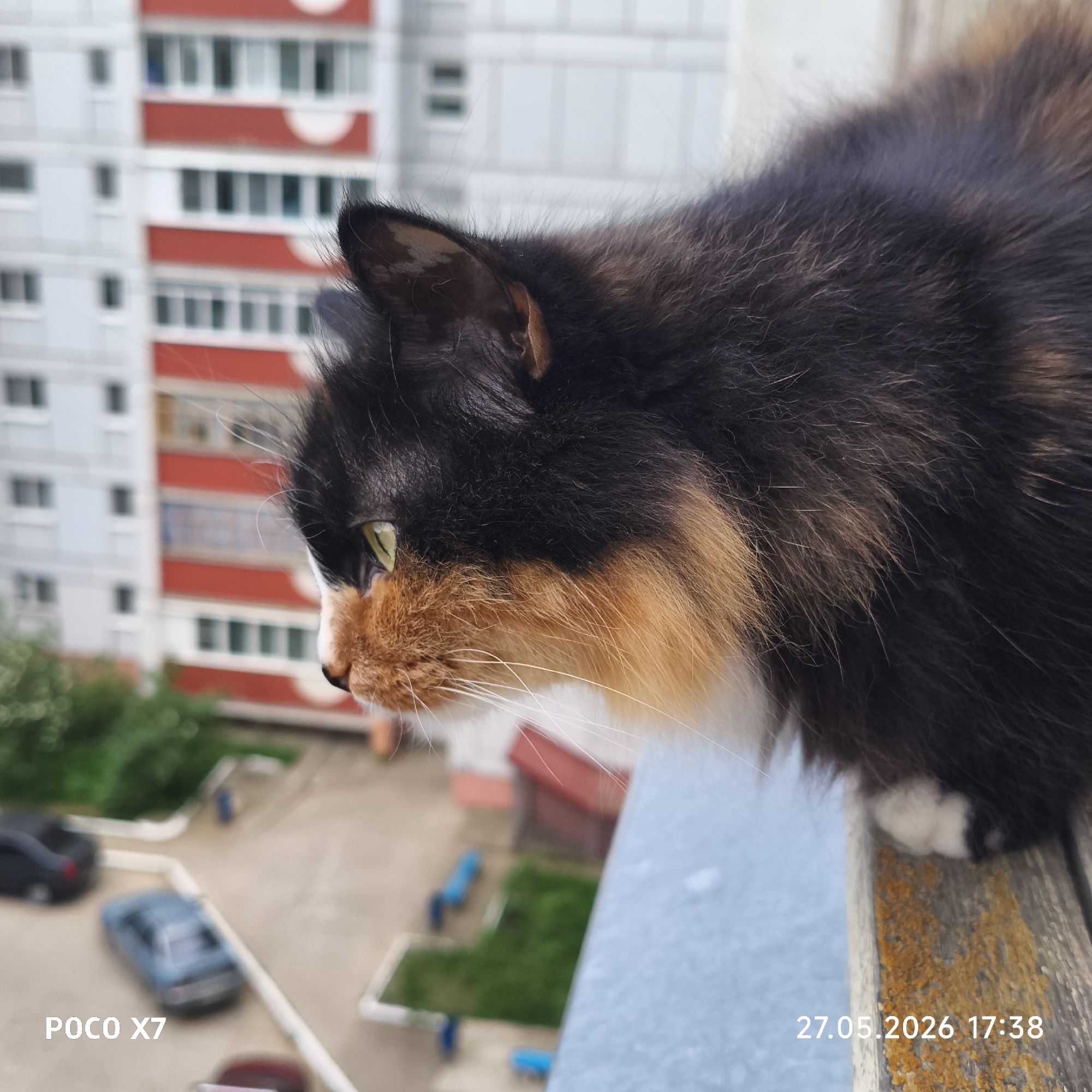 A close-up shot shows a calico cat perched on what appears to be a balcony ledge. The cat's head and shoulders are in focus, revealing its black, orange, and white fur. Its ear is visible, and it appears to be looking down at something below. The background is blurred, featuring a multistory building with white and red exterior walls, and a glimpse of greenery. Vehicles are visible on the ground, suggesting a residential area. The timestamp "27.05.2026 17:38" is printed in the lower right corner, and the camera model "POCO X7" is in the lower left.
