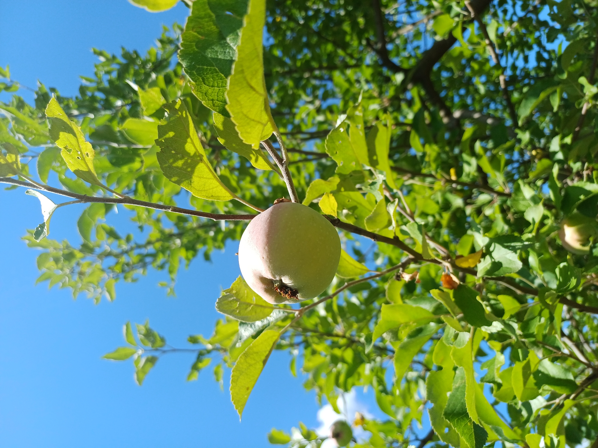 An apple hangs from a tree branch against a clear blue sky in Sulymivka, Ukraine. The apple, light green with a pinkish blush, is slightly off-center to the right. Its stem is visible, and a small, dark insect or mark is present on its upper surface. Lush green leaves surround the apple, some showing signs of minor damage like small holes or torn edges. The foliage is dense, with branches forming a network against the sky. In the background, out of focus, other parts of the tree and sky are visible. The image captures a sunny day, with sunlight filtering through the leaves, creating highlights and shadows.