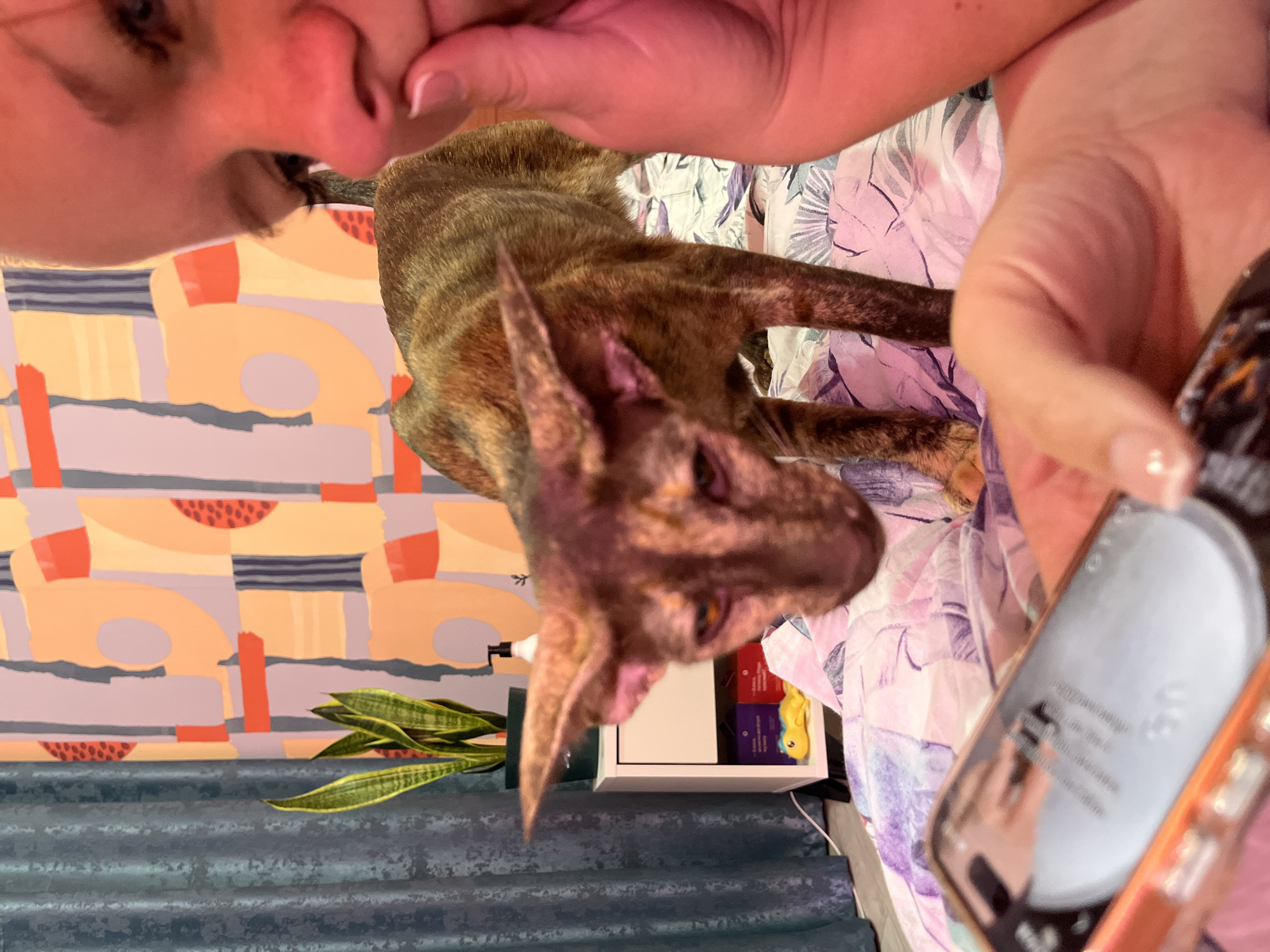 An indoor scene captured from an overhead perspective shows a person interacting with a cat. The person's face, visible from the nose and mouth upwards, is in the top left of the frame, looking down towards the cat. Their left hand, holding a smartphone with a light-colored screen and an orange case, is positioned on the right side of the image. The screen displays multiple lines of blurry, unreadable text.
The central subject is a domestic cat, likely a Savannah cat or a similar breed, characterized by its distinctive spotted and striped brindle coat. The cat is lying on a bed covered with a light-colored fabric featuring purple, pink, and white floral or abstract patterns. Its large, pointed ears are prominent, and it appears to be looking up attentively at the person's face, suggesting a moment of interaction or affection.
In the background, to the left, an abstract piece of wall art adorns the wall, featuring shapes in shades of orange, gray, blue, and light purple. Below the wall art, a potted snake plant (Sansevieria) adds a touch of greenery. Further back, a small white open shelf or cabinet is visible, holding a few colorful items, possibly books or toys. The bottom portion of the image reveals a textured blue-gray fabric, possibly a curtain or rug. The scene conveys a relaxed, intimate moment between a pet owner and their cat within a home environment in Chaikovsky, Russia.