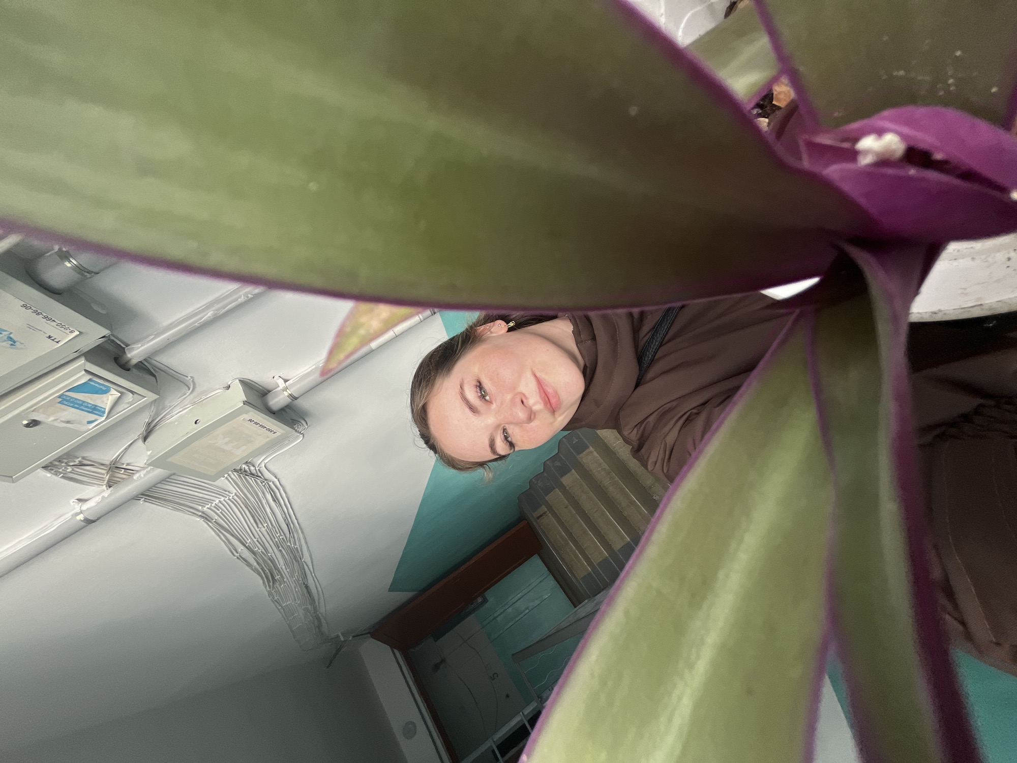 An indoor portrait taken from a low angle captures a young woman's face peeking from behind the large, green and purple-edged leaves of a plant. The woman, likely in her 20s, has light brown hair, freckles, and light eyes, and is looking directly at the camera with a gentle smile. She is wearing a brown hooded jacket, with a black strap from a bag visible on her shoulder.
The plant, possibly a Tradescantia, is in the immediate foreground, with its vibrant green leaves and distinctive purple undersides or edges framing the subject. A white pot is partially visible to the right, suggesting the plant is potted.
The background reveals a functional indoor setting, likely in Chaikovsky, Russia. Above the woman's head, the white ceiling is crisscrossed with numerous white electrical conduits and cables, neatly bundled and attached to the ceiling and walls. Several white electrical boxes and fixtures are also visible, one bearing the text "G-950-666-66-06" and "T.K.". Below these fixtures, a wall painted in a teal hue contrasts with the white ceiling and a darker section, possibly a door frame or another wall color. Another structure, possibly shelving or stacked items, can be seen behind the woman. The overall impression is that of a well-lit interior space, possibly a workshop, office, or public building, rather than a residential home. The time of day is not discernible due to the indoor setting.
