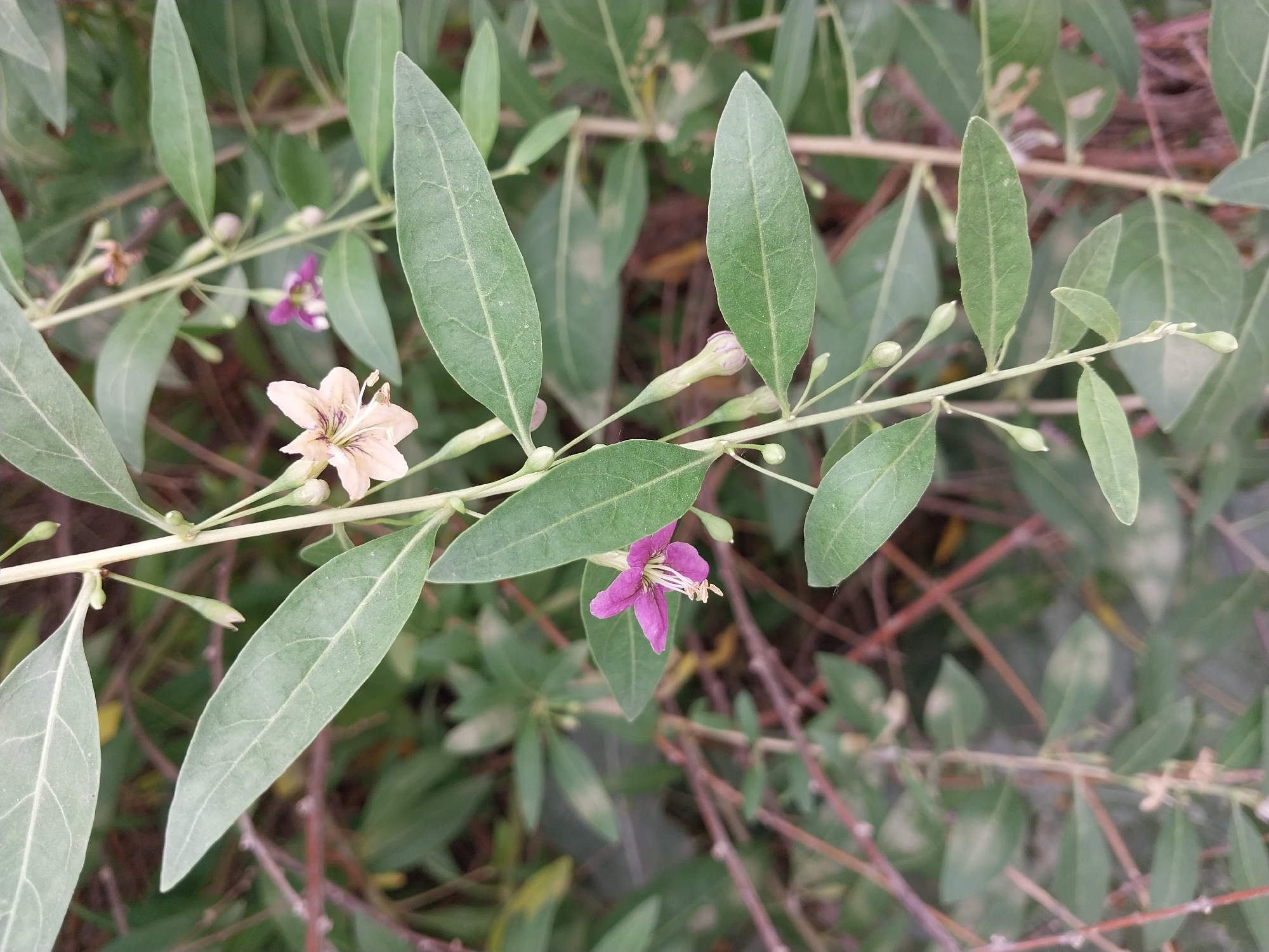 The image shows a close-up view of a plant with green leaves and small flowers. Two flowers are clearly visible: one is a pale pinkish-white with dark purple veins and a prominent stamen, and the other is a vibrant magenta with a white stamen. There are also several unopened buds on the stem. The plant's stem is thin and light brown, with some dried branches visible in the blurred background. The leaves are elongated and have a matte green color, with visible veins. The overall impression is that of a natural outdoor environment, possibly a garden or wild vegetation. There is no indication of a specific location within Stari Kodaky, Ukraine, as the image focuses solely on the plant.