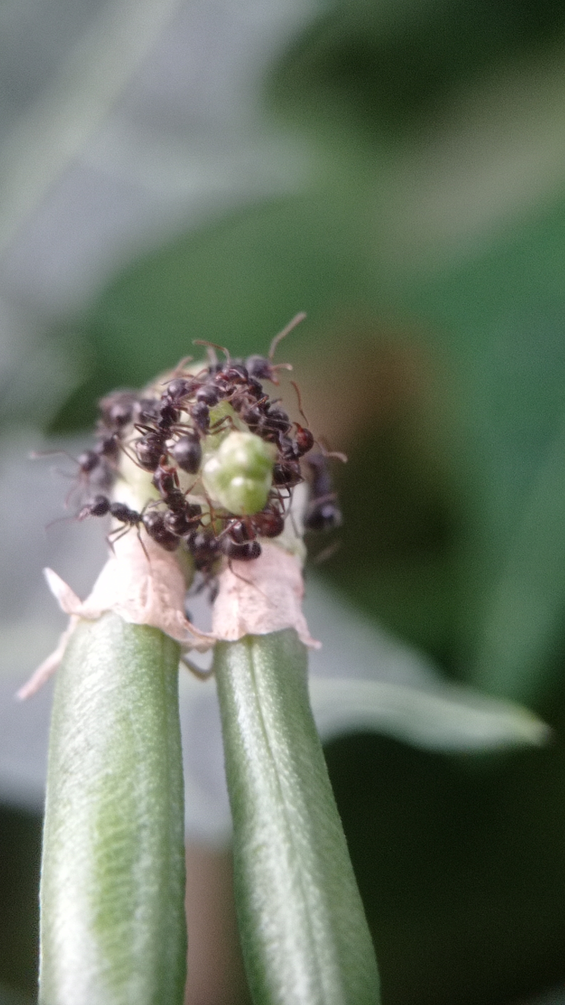 A macro photograph captures a cluster of black ants swarming a small, green, berry-like structure. The ants are densely packed, appearing to be feeding or interacting on the structure, which is supported by two pale green, elongated pods. The background is a soft blur of green and grey, suggesting foliage. The specific location in Mulyoagung, Indonesia, is not discernible from the visual information provided.