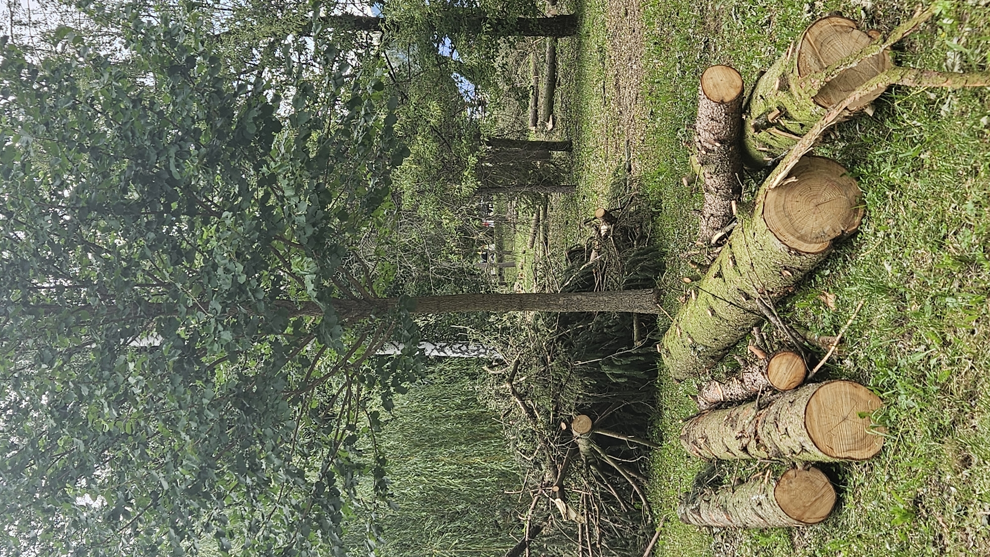 In a wooded area in Prešov, Slovakia, fallen logs and branches are scattered on the ground, with a large tree standing in the background. A pile of cut branches and debris is visible, suggesting recent tree removal or storm damage. The ground is covered in grass and scattered leaves. Several cut logs of varying sizes are laid out in the foreground. The overall scene depicts a natural environment with evidence of human activity.