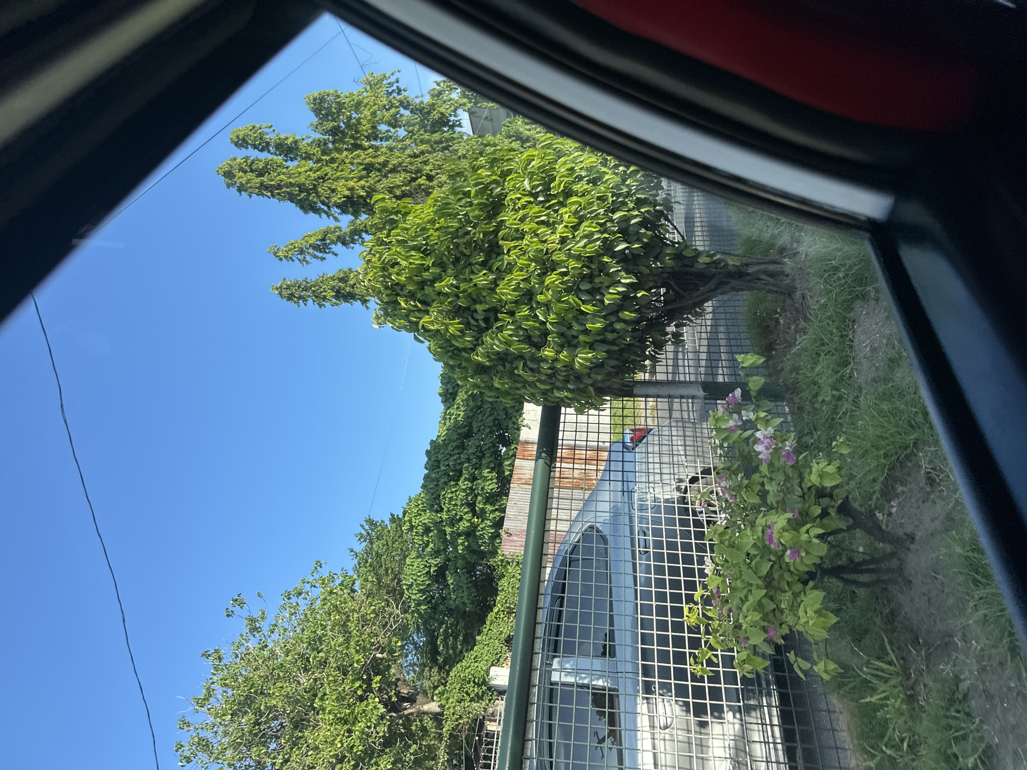 The image, captured in Davao City, Philippines, depicts an outdoor daytime scene viewed from within a vehicle, evidenced by the dark window frame and a red interior panel visible on the right and bottom edges. The upper portion of the frame features a clear blue sky, crossed by a single thin dark utility wire and a faint contrail in the upper right. Green vegetation dominates the landscape, including dense broadleaf trees on the far left, a distinctive tree with multiple tall, narrow, columnar growths on the right, and a bushy, round-canopied tree with bright green leaves centrally positioned. In the lower-center, a smaller shrub displaying pink blossoms grows in soil and grass. A silver sedan is partially visible behind a light-colored metal grid fence with square apertures. Behind the fence and vehicle, a weathered wall or fence constructed from rusty corrugated metal sheets is present. No individuals or animals are visible in the scene.