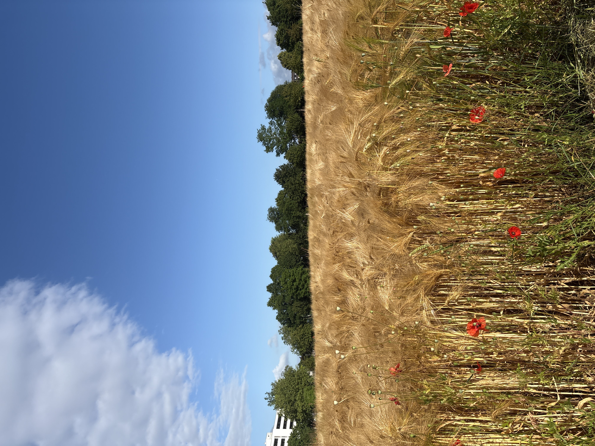 This image depicts a field of golden wheat with several red poppies scattered throughout the foreground. In the background, a line of green trees separates the field from a blue sky with scattered white clouds. To the left, a white building with several windows is visible, suggesting an urban or suburban setting. The scene appears to be in Mönchengladbach, Germany, during daylight hours. There are no people or animals present in the image. The focus is on the natural landscape, with a hint of human development on the horizon. The wheat is ripe and ready for harvest, and the poppies add a vibrant splash of color to the scene.