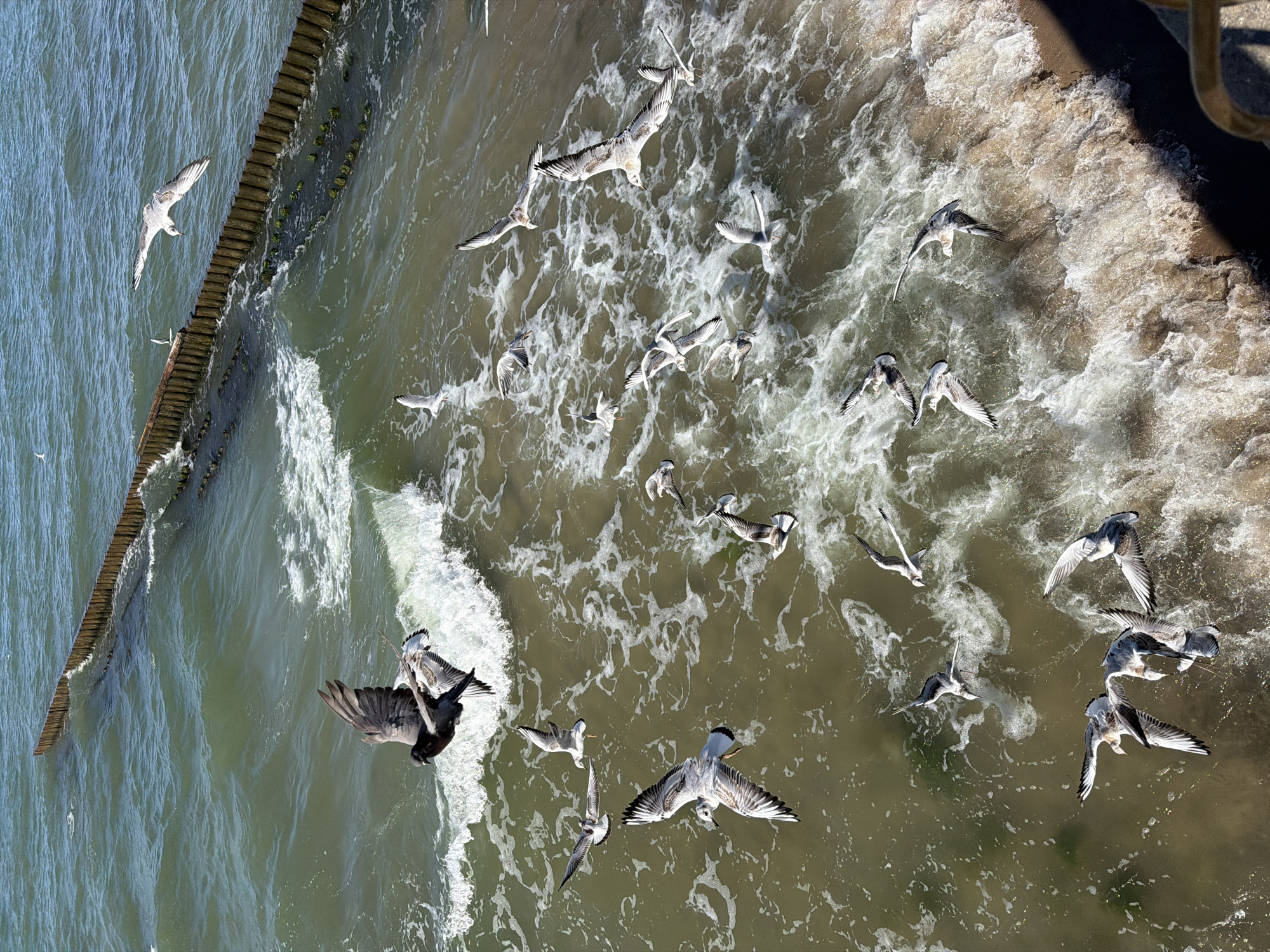 This is a high-angle, natural light, medium shot of a flock of seagulls and two pigeons flying above a choppy, greenish-brown ocean with white foamy waves crashing on a sandy beach. In the background, a wooden breakwater extends into the water. The birds are in various states of flight, with some of their wings outstretched and others tucked in. The water is turbulent, creating a swirling pattern of foam and darker currents. The scene appears to be a coastal area in Zelenogradsk, Russia, likely along the Baltic Sea. The lighting suggests it is daytime, possibly a sunny day given the brightness of the water.
