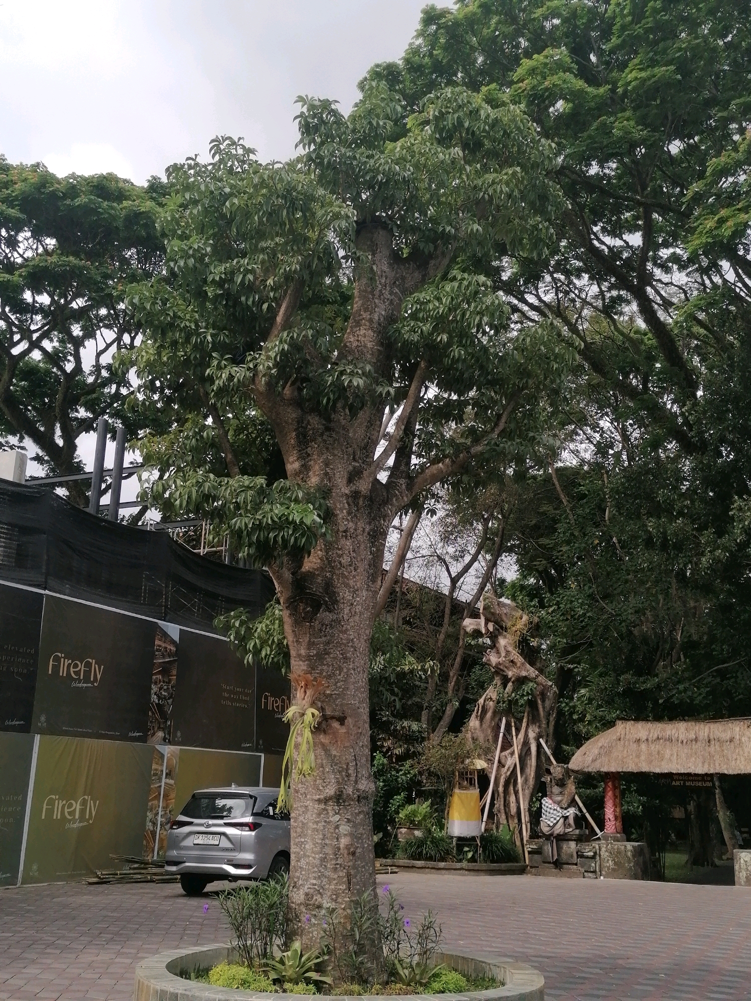 In the city of Ubud District, Indonesia, a silver Toyota minivan is parked on a paved area, facing away from the viewer. The minivan is positioned in front of a construction site, indicated by black netting and large banners displaying the "Firefly" logo and promotional imagery. The scene is dominated by a large, mature tree with a thick, textured trunk in the foreground, its branches extending upwards and obscuring a portion of the sky.
Behind the construction site, a traditional Balinese structure with a thatched roof and wooden pillars is visible. A statue, dressed in traditional checkered cloth, sits in front of the thatched roof structure, and bamboo poles are propped against a large, gnarled tree. The background is filled with lush green foliage, suggesting a tropical environment. The sky is overcast, indicating a cloudy day. The overall impression is one of a transitional space, where construction and development are taking place amidst a natural and culturally rich setting.