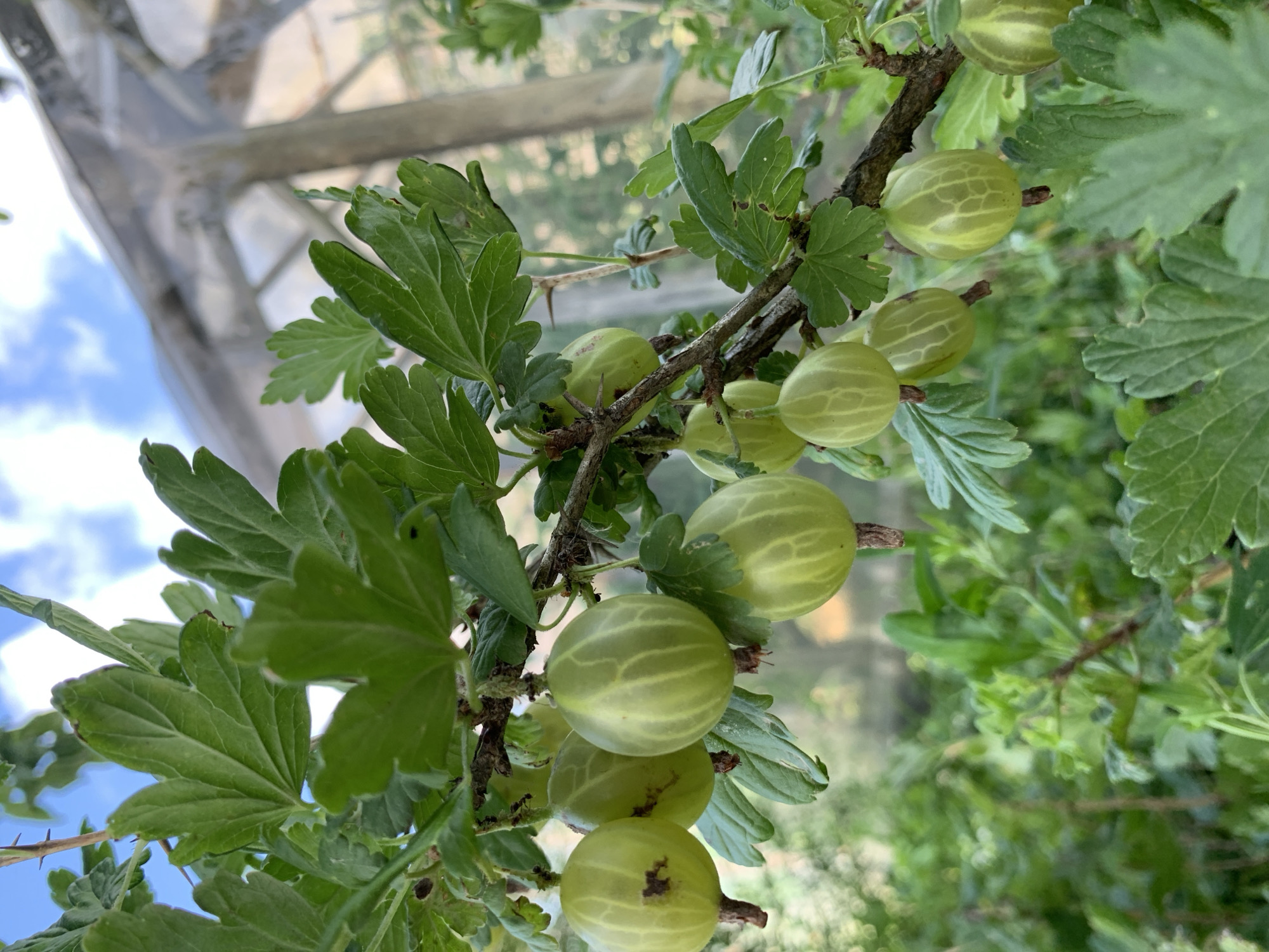 A close-up shot captures a branch of a gooseberry bush laden with unripe, green berries. The berries are clustered along the branch, some appearing smooth and round, while others show faint, light-colored stripes. The leaves of the bush are a vibrant green, with a serrated edge and prominent veins. The background is a soft blur of more greenery, suggesting a garden or natural setting. In the upper right of the frame, a portion of a greenhouse structure is visible, hinting at a cultivated environment. The sky above is a bright blue with wisps of white clouds.