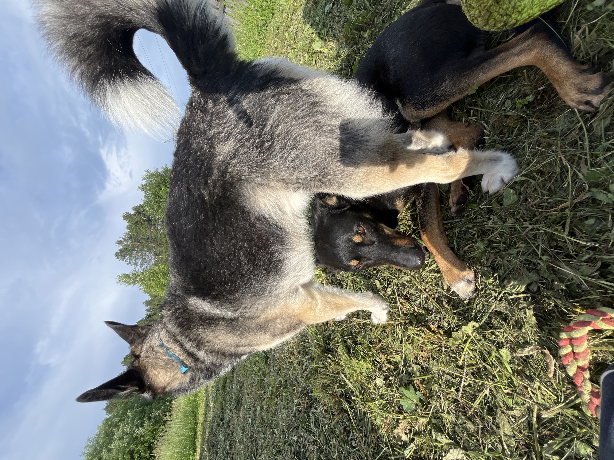 Two dogs are playing together in the grass on a sunny day. One dog is large with gray and tan fur, and the other is smaller with black and tan fur. They are lying on their sides, with their legs tangled. The larger dog has a blue collar. A red and green rope toy is visible on the right side of the frame. The background shows trees and a blue sky with clouds. The scene appears to be outdoors in a grassy field. The time of day appears to be midday.