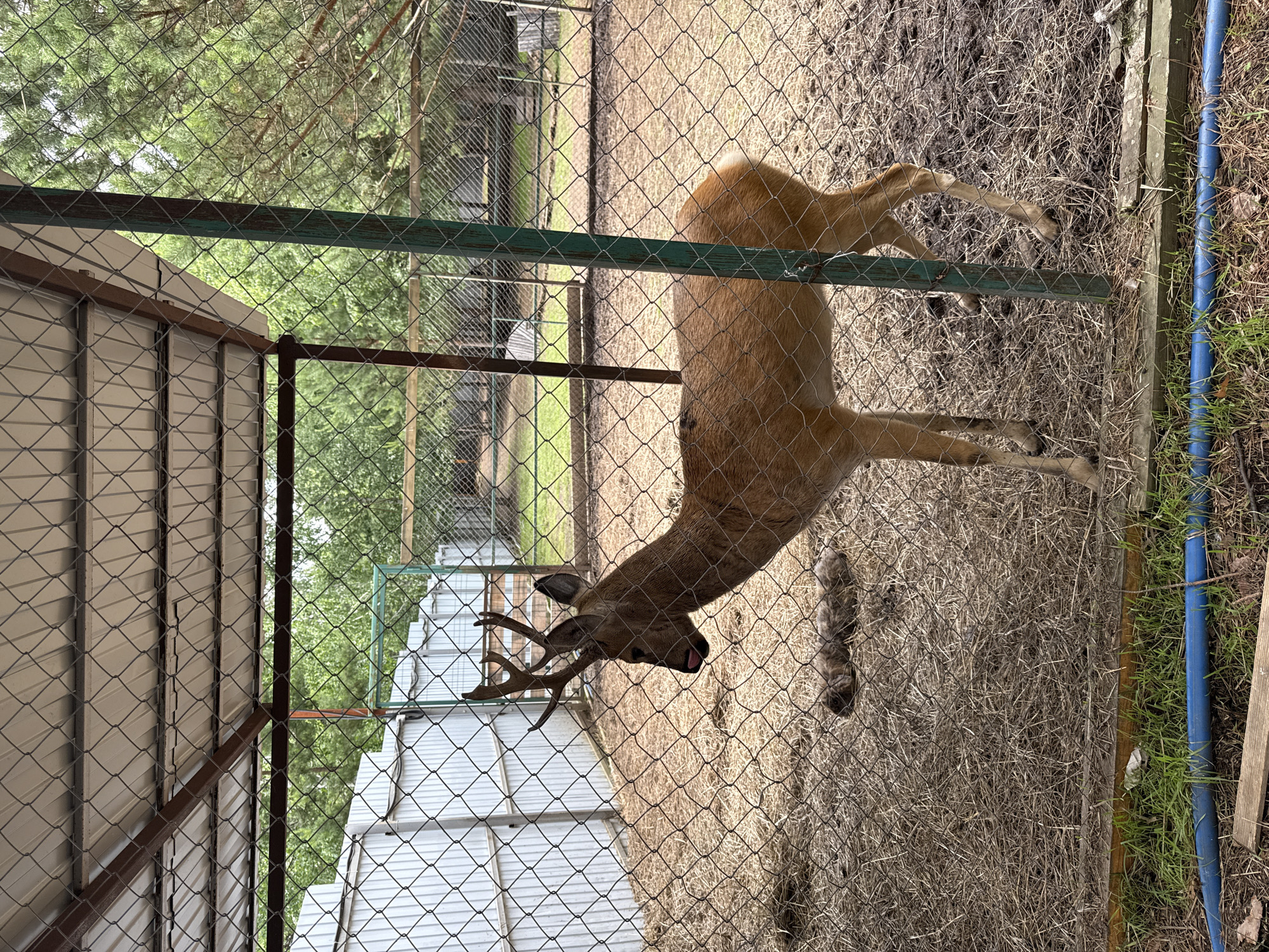 A male roe deer with antlers is standing in an enclosure. The enclosure has a metal mesh fence and a corrugated metal roof supported by metal poles. The ground inside the enclosure is covered with hay and some mud. Outside the enclosure, there are trees and a white corrugated metal fence. There are no people visible in the image. The scene appears to be a zoo or wildlife park. The location is likely Kumysnyi, Russia, based on the provided information.