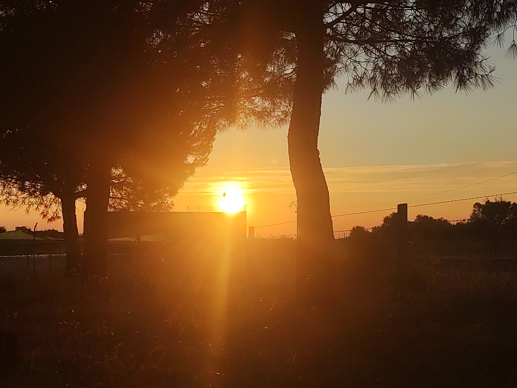 This image captures a serene sunset in Sobradillo, Spain. The setting is an outdoor rural landscape with silhouetted trees in the foreground, their branches reaching towards the sky. The sun is low on the horizon, casting a warm, golden light that dominates the scene and creates a lens flare effect. The sky transitions from a bright orange near the sun to a pale yellow and then a light blue at the top. Wispy clouds are visible in the distance, illuminated by the setting sun.
In the mid-ground, there are some indistinct structures that appear to be low buildings or shelters, possibly associated with agriculture or animal enclosures. Fencing is visible across the scene, suggesting a fenced area or property line. The ground in the foreground is covered in grass and some scattered foliage, appearing dark and shadowed due to the low angle of the sun.
The overall atmosphere is peaceful and tranquil, evoking a sense of calm as the day draws to a close. The strong backlight creates a dramatic silhouette effect for the trees and structures. The time of day is clearly sunset, with the warm hues and low sun position being key indicators. There are no people visible in the image, and no text is present. The location cues, such as the style of trees and the fencing, are consistent with a rural Spanish environment.