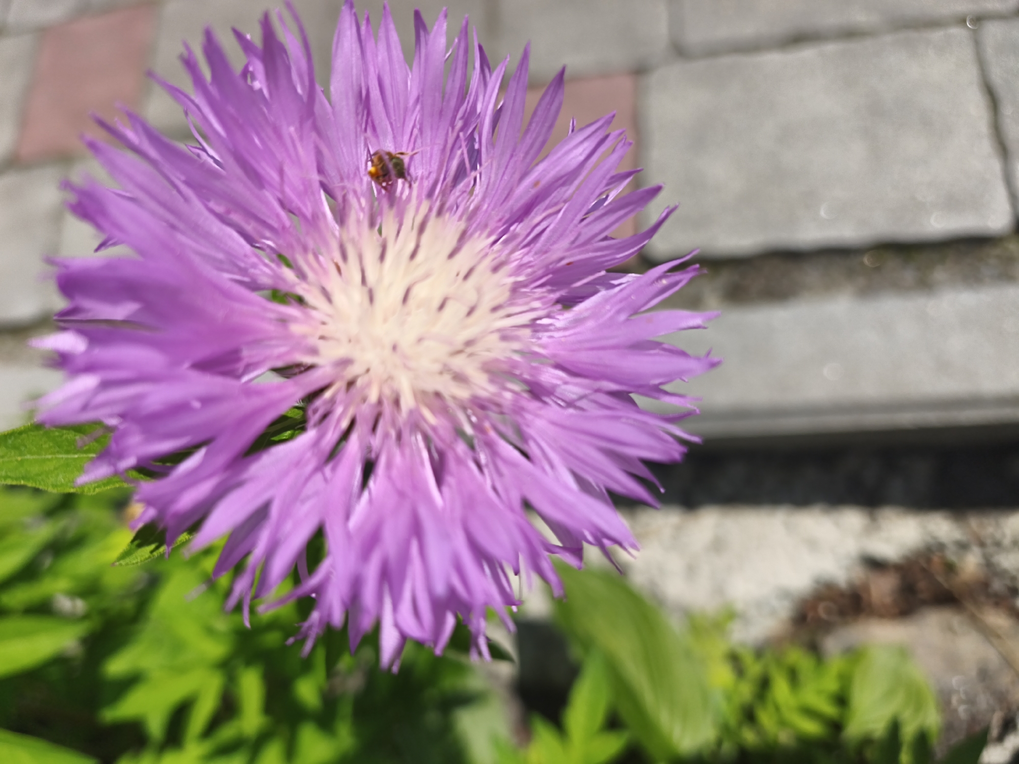 A close-up shot focuses on a bright purple cornflower in bloom, with a small insect perched on its petals. The flower is positioned in the foreground, its delicate, spiky petals radiating outwards from a pale yellow center. Green foliage surrounds the base of the flower, adding a vibrant contrast. In the background, blurred grey and pink paving stones suggest an outdoor urban setting, possibly a park or garden pathway in Ternopil, Ukraine. The lighting indicates it is daytime.